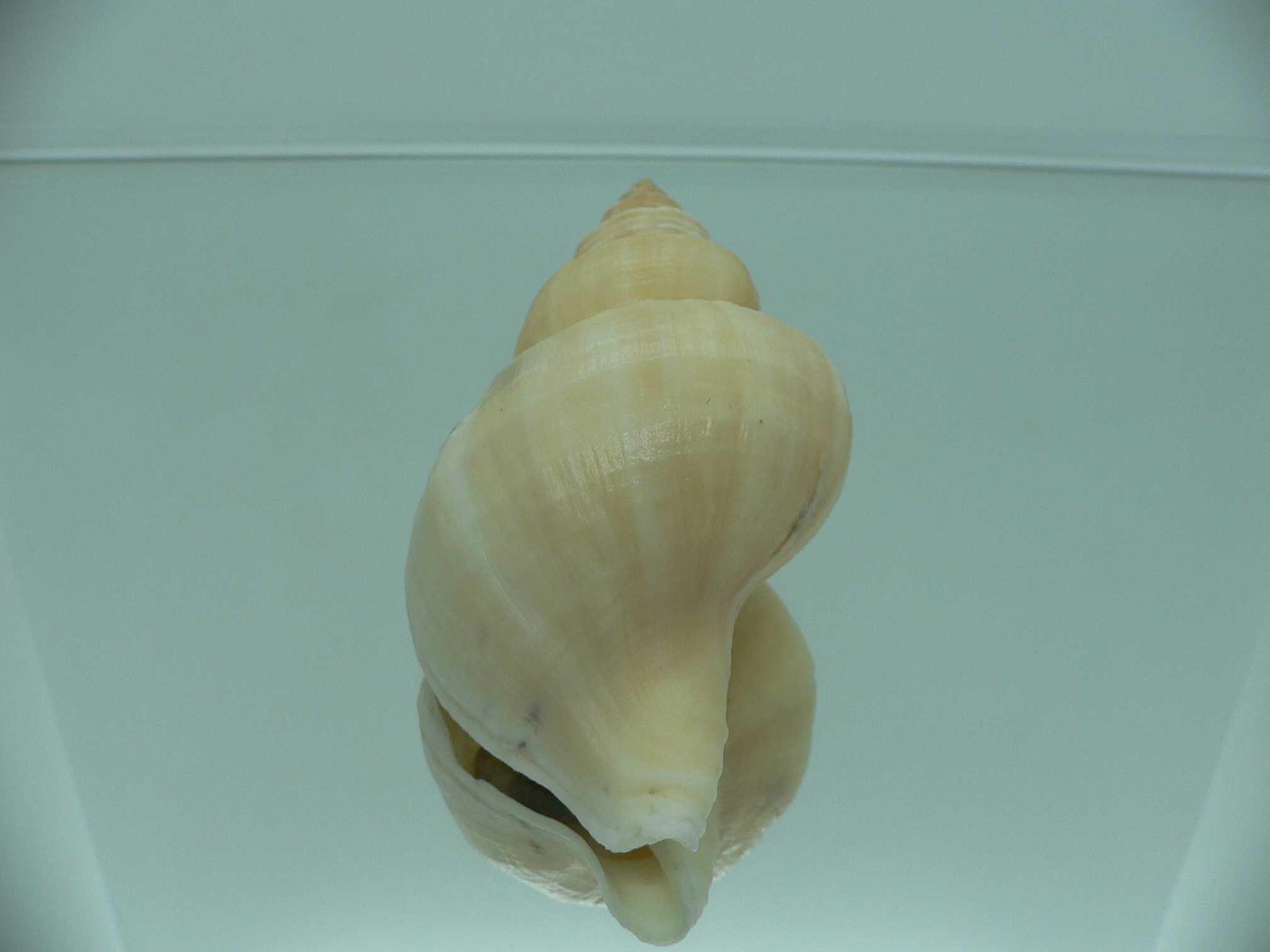 Neptunea laticostata