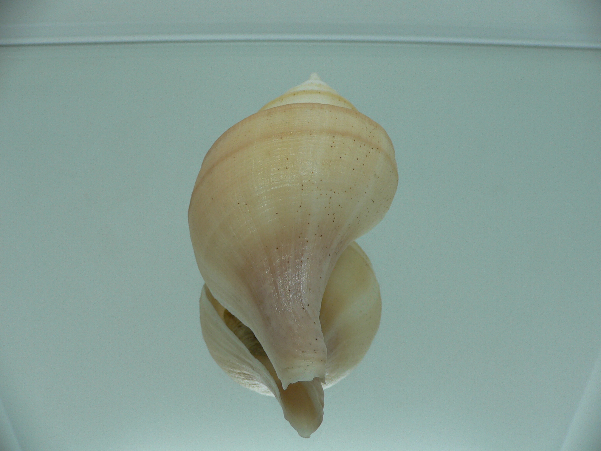 Neptunea laticostata