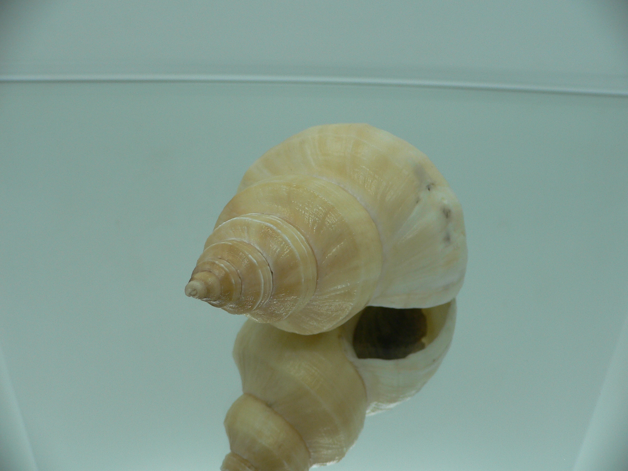 Neptunea laticostata