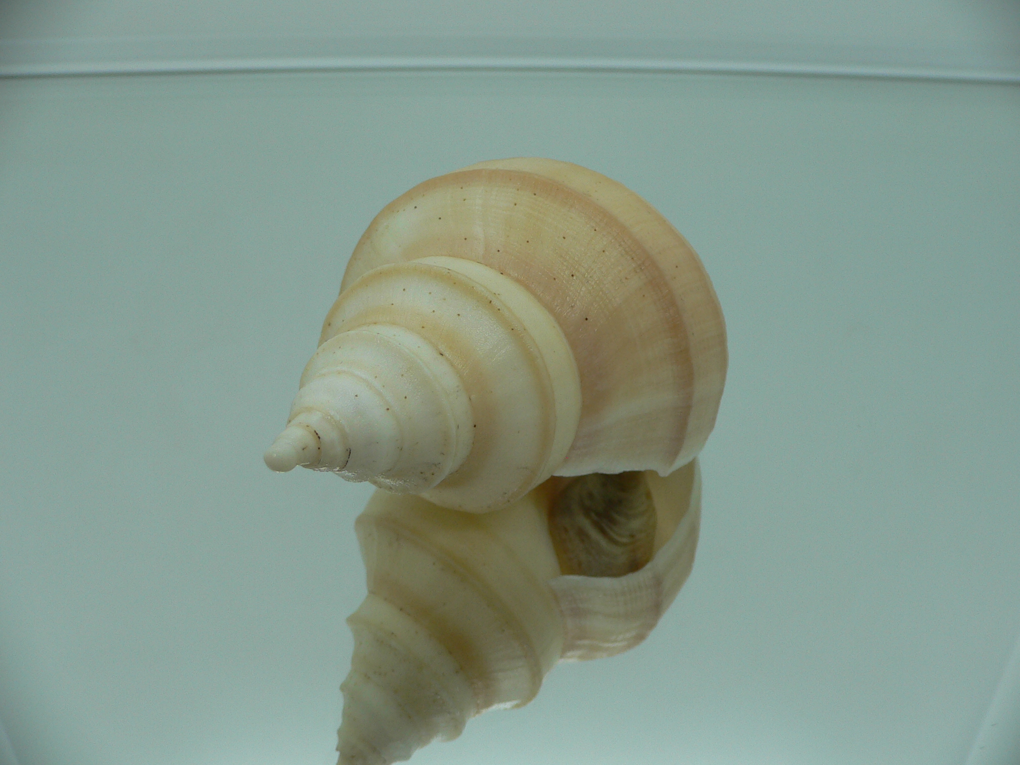 Neptunea laticostata