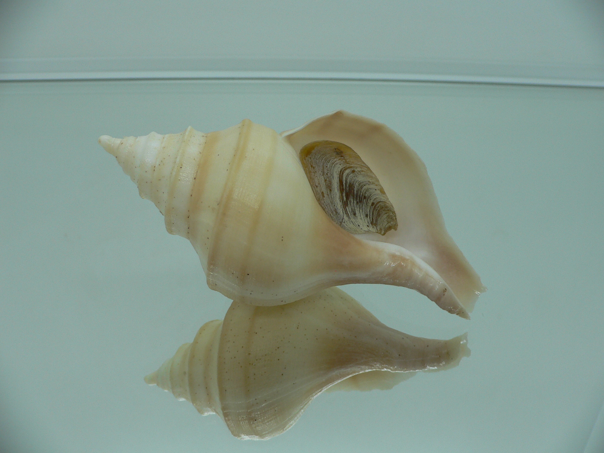 Neptunea laticostata