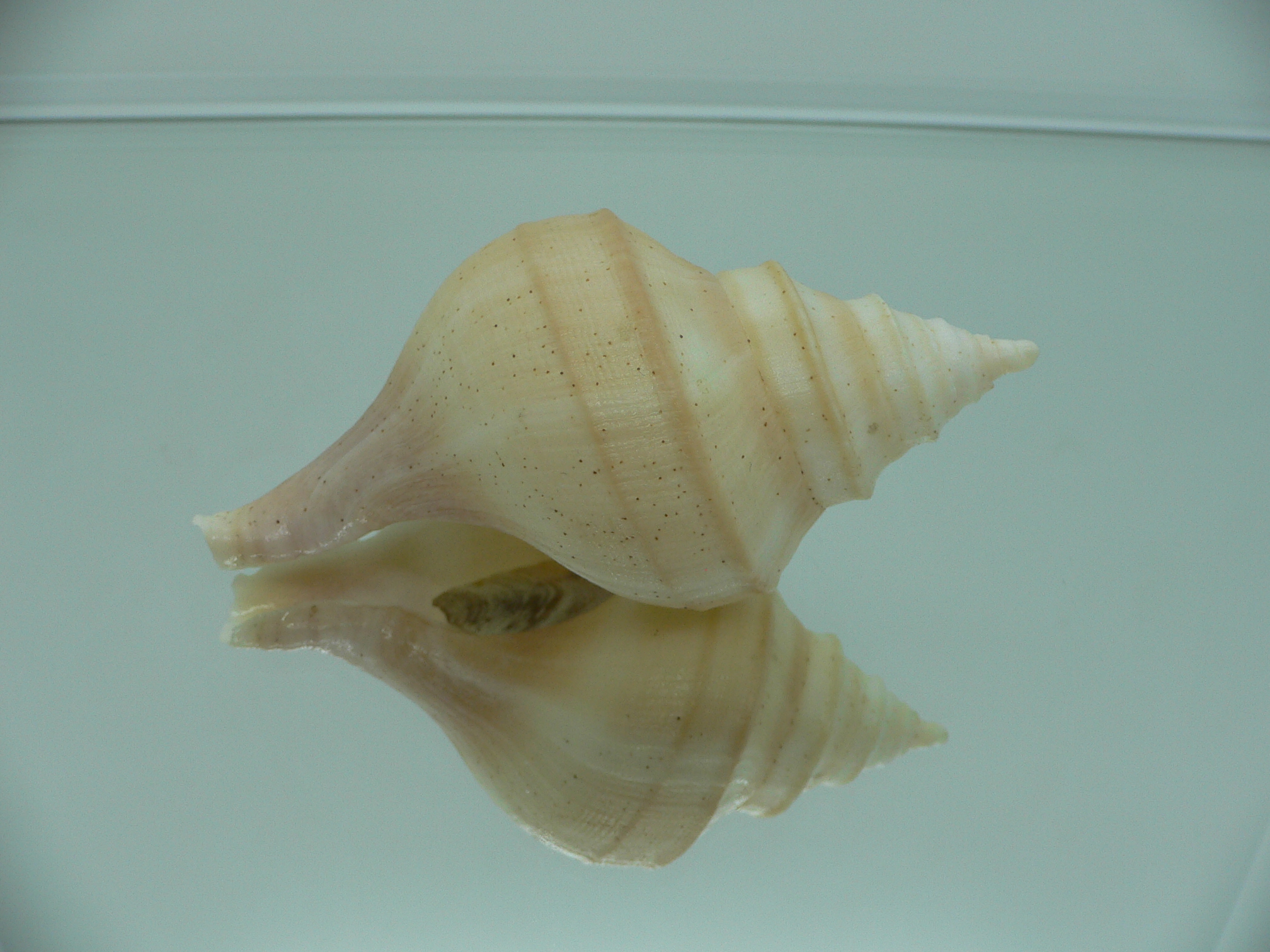Neptunea laticostata