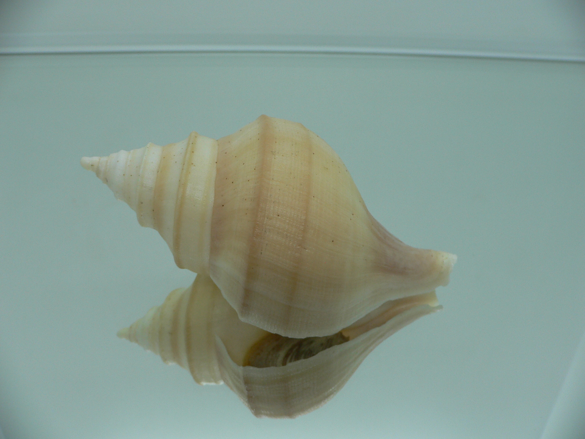 Neptunea laticostata