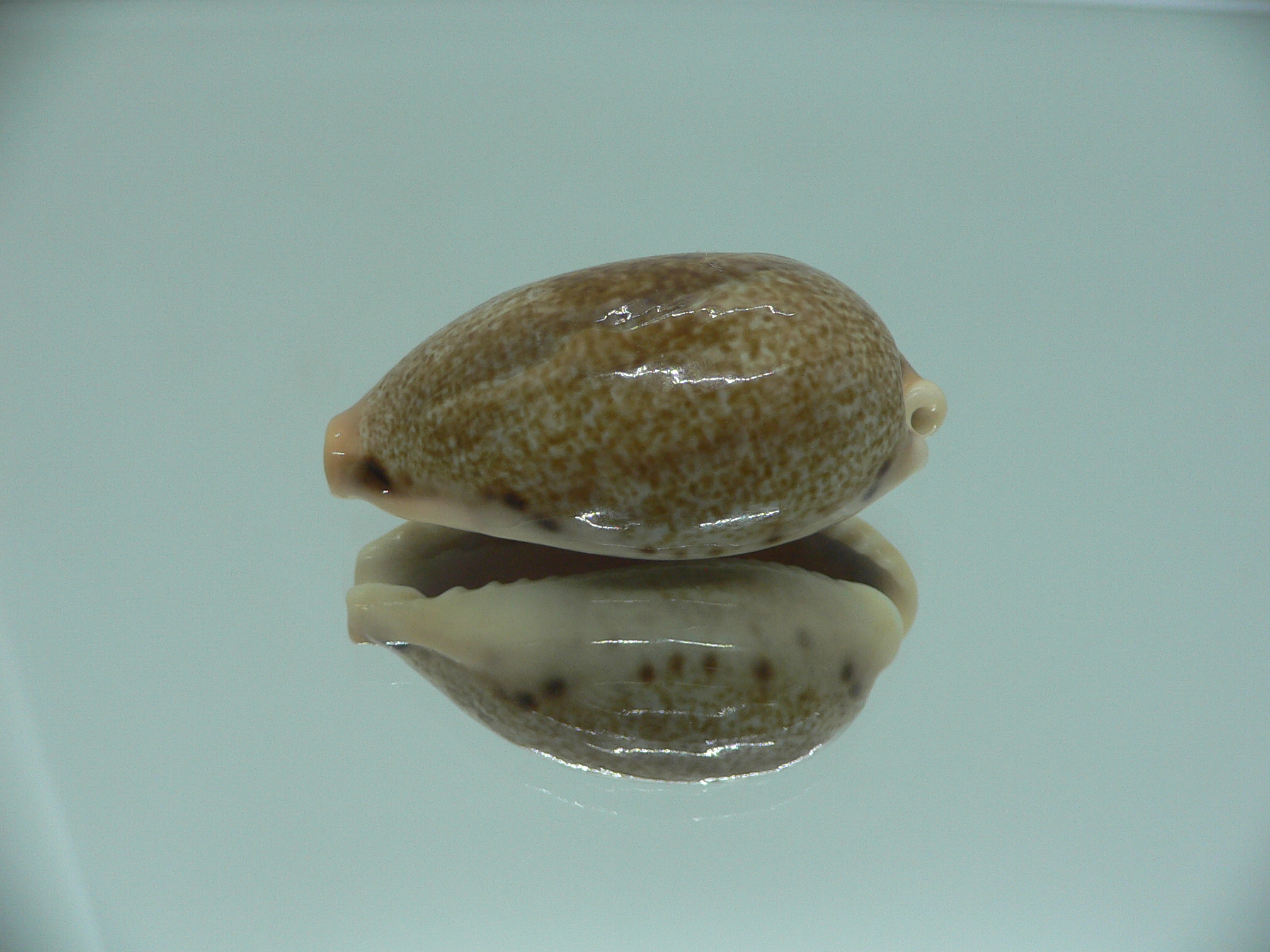 Cypraea caurica algida VERY BIG