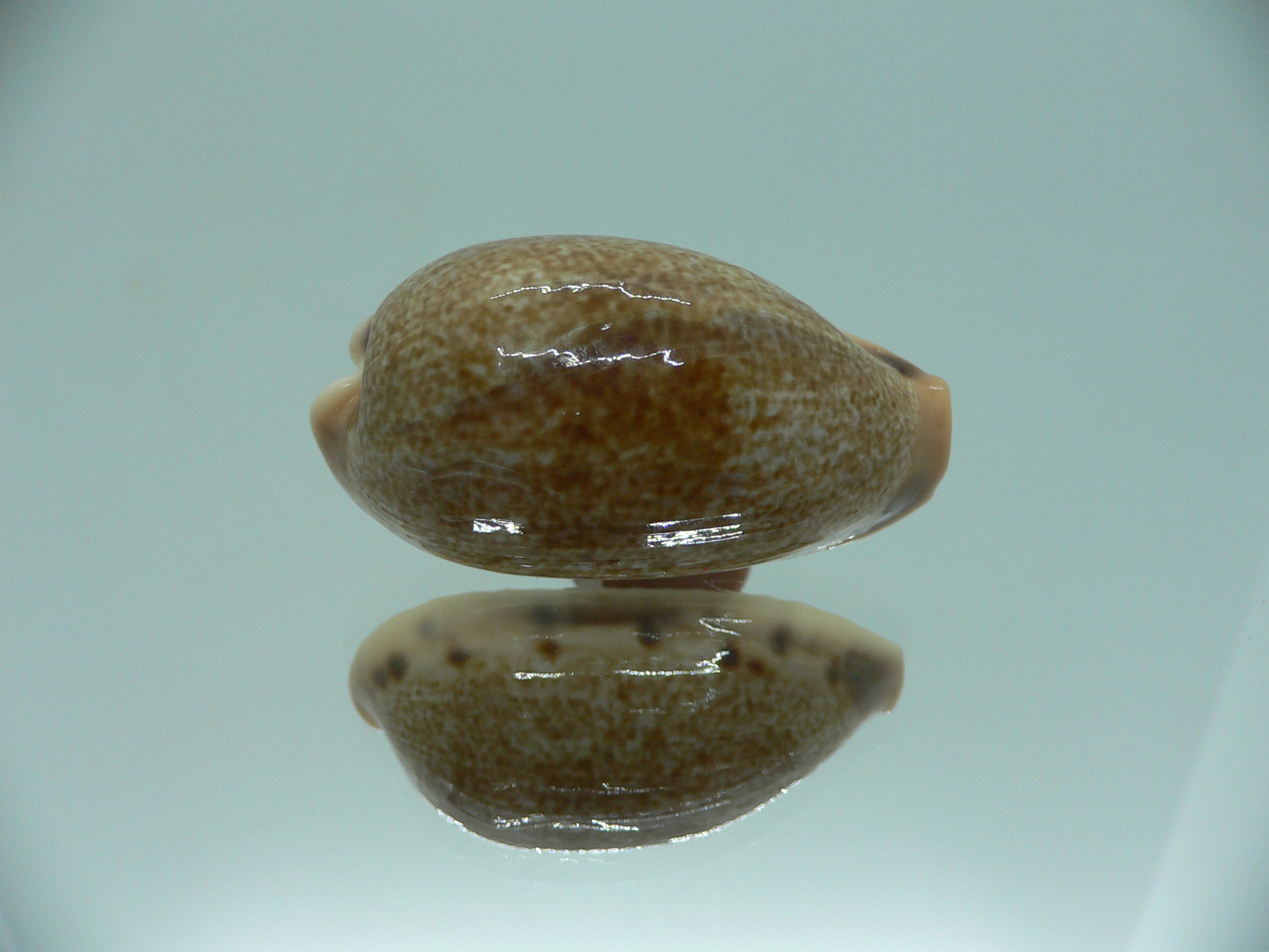 Cypraea caurica algida VERY BIG