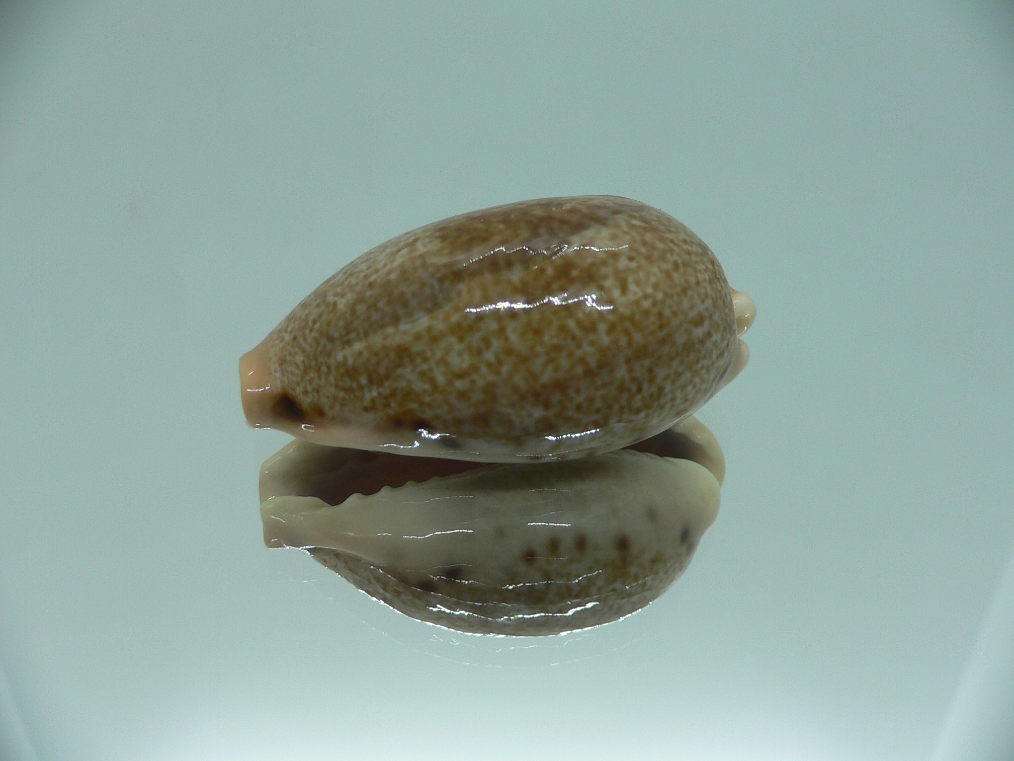 Cypraea caurica algida VERY BIG
