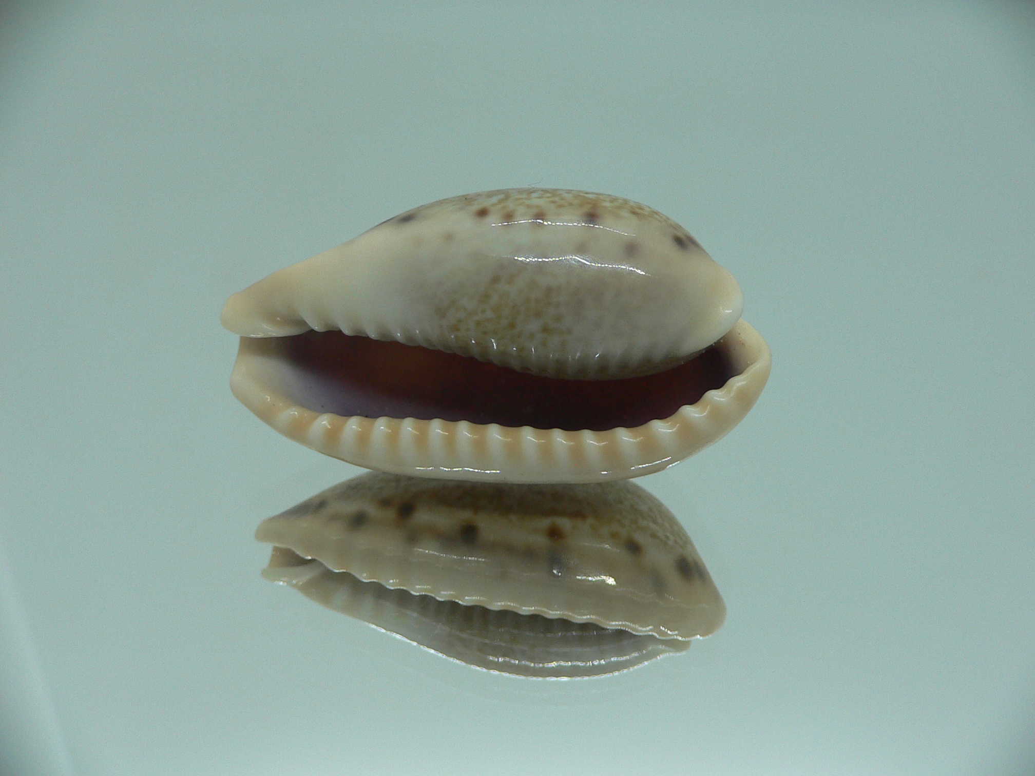 Cypraea caurica algida VERY BIG