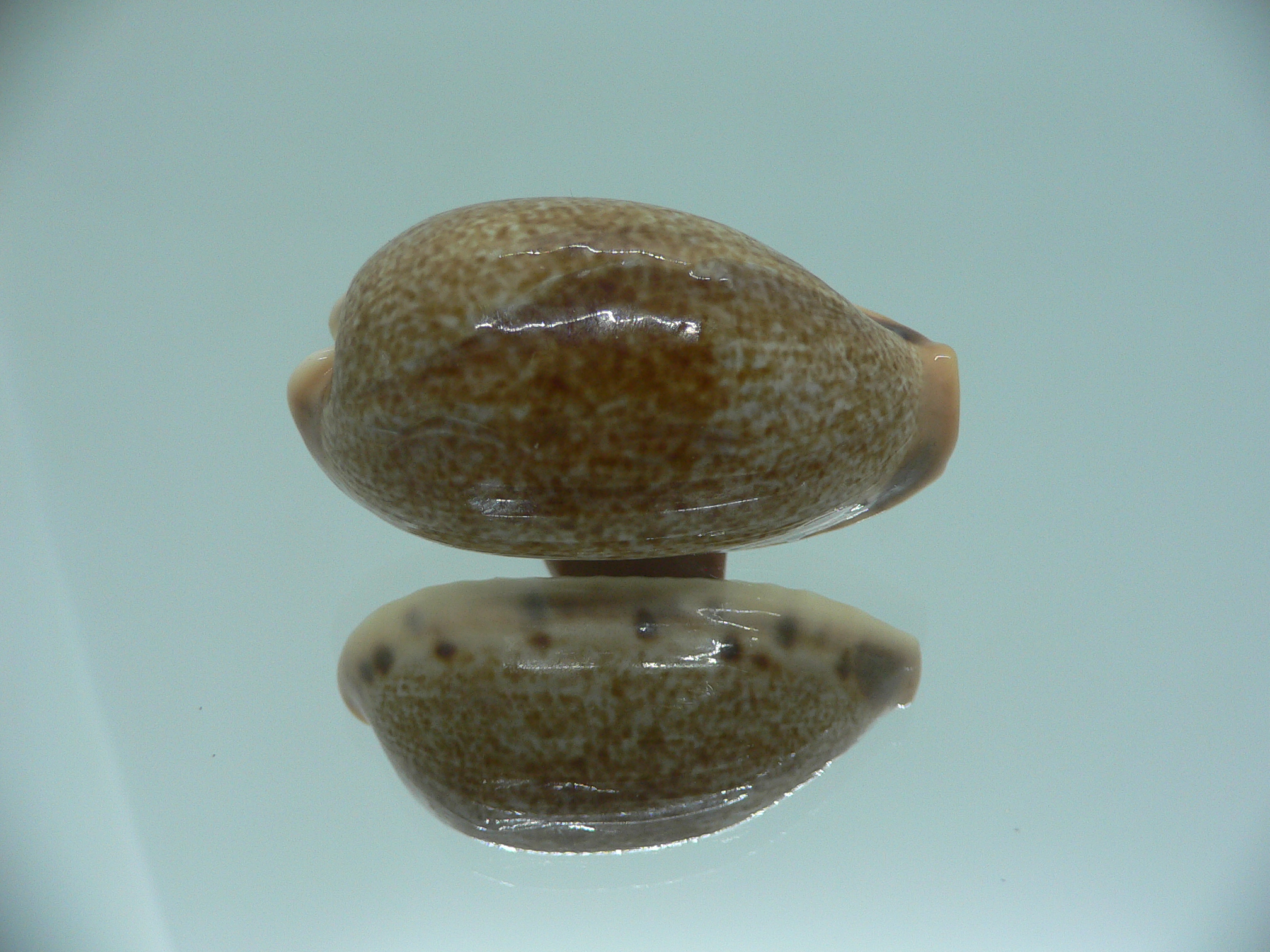 Cypraea caurica algida VERY BIG