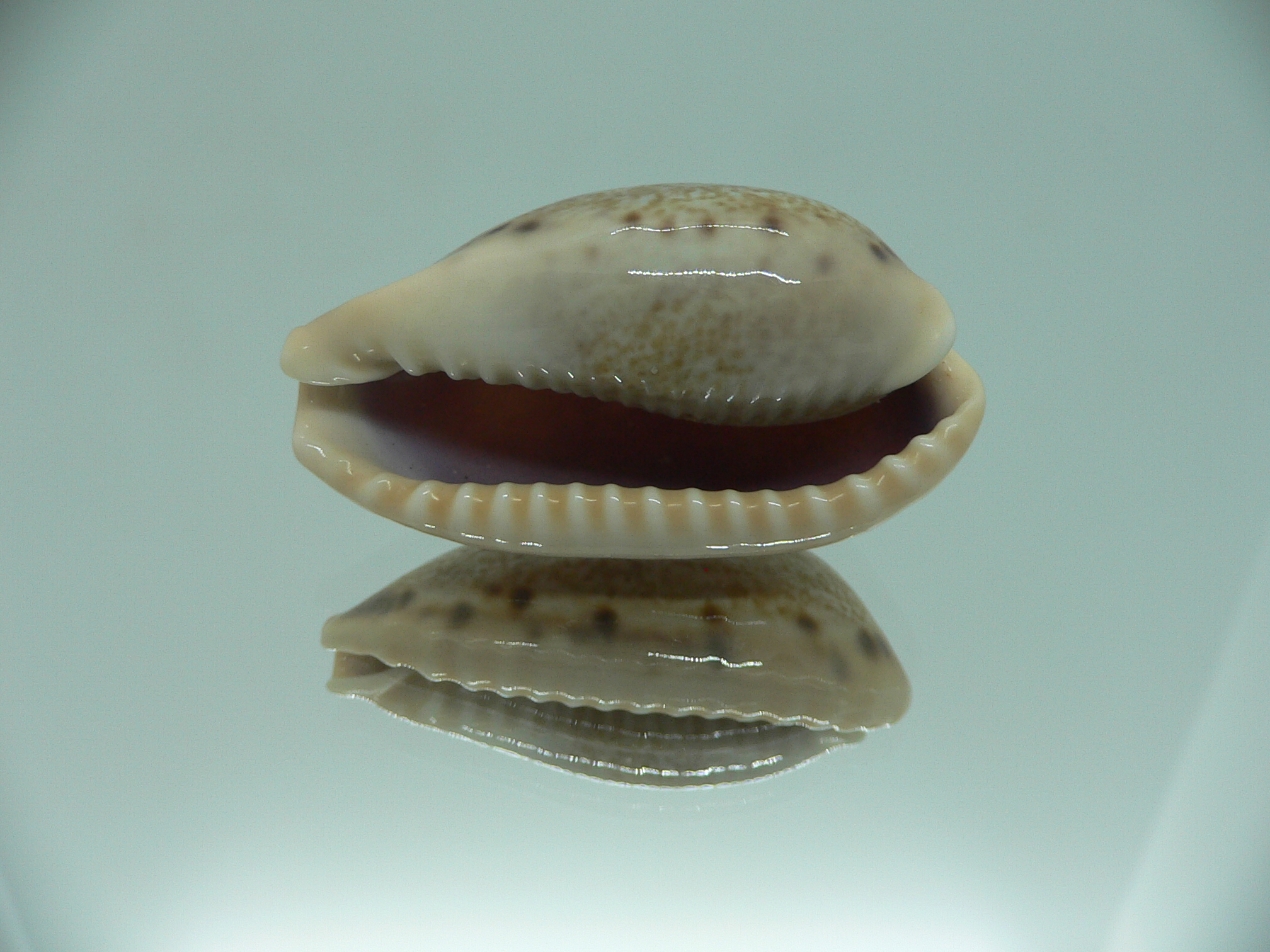 Cypraea caurica algida VERY BIG