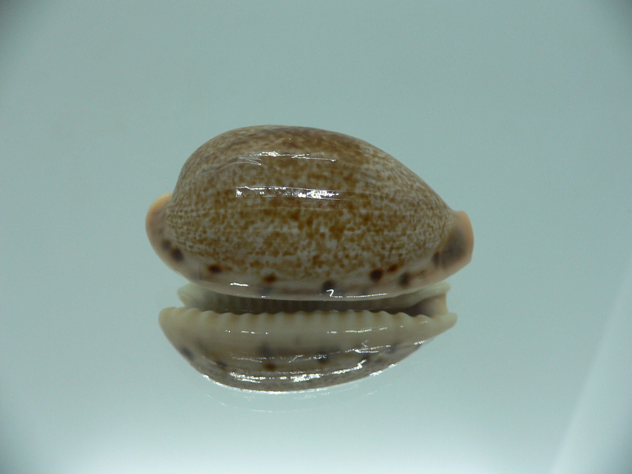Cypraea caurica algida VERY BIG