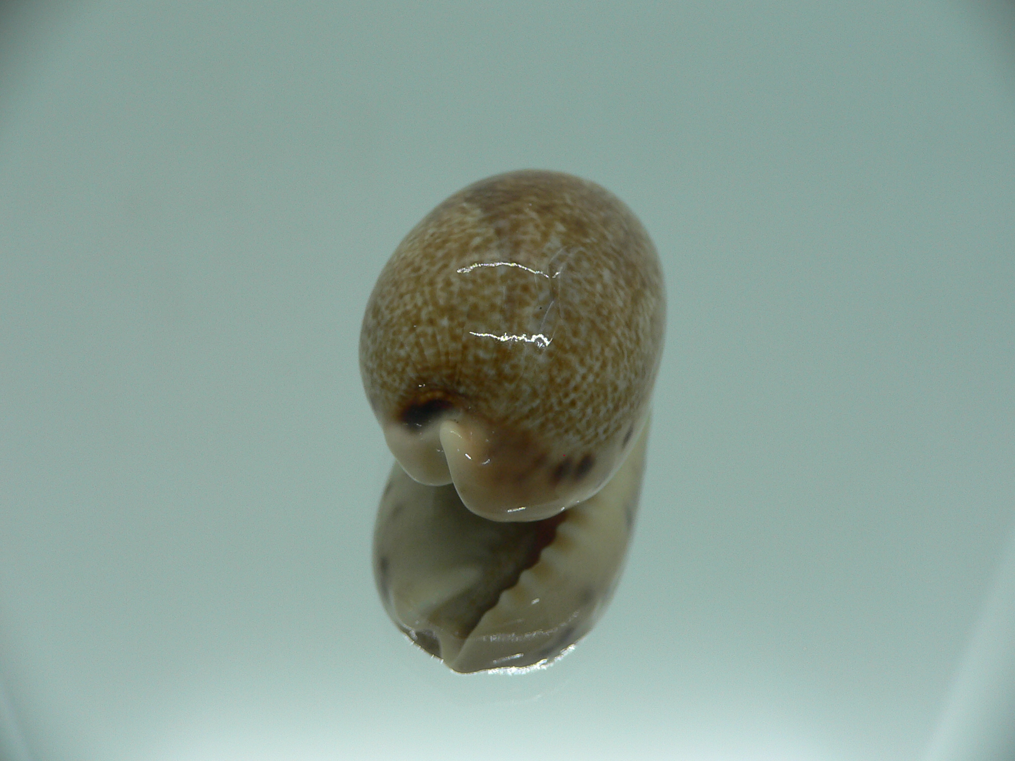 Cypraea caurica algida VERY BIG