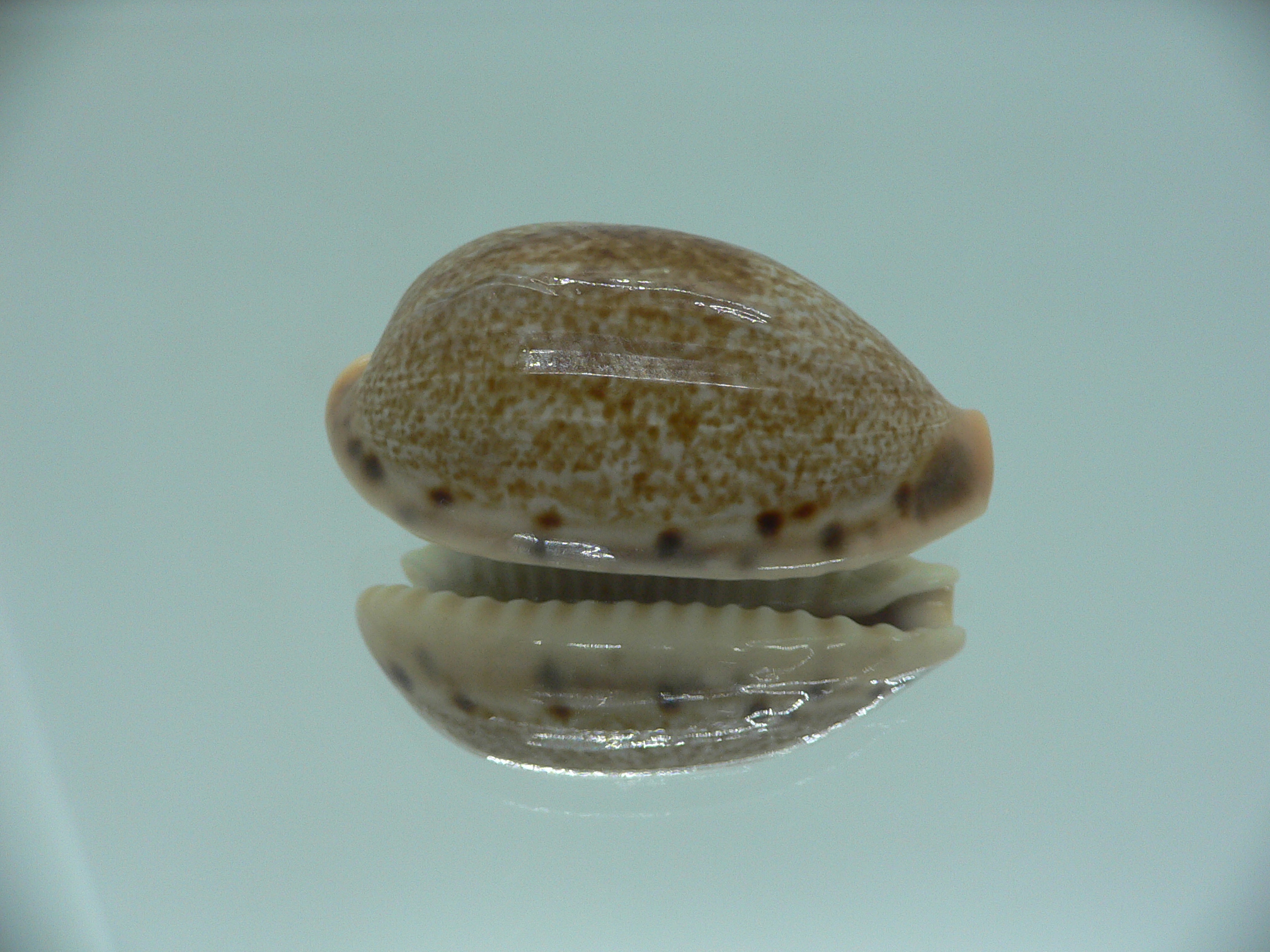 Cypraea caurica algida VERY BIG