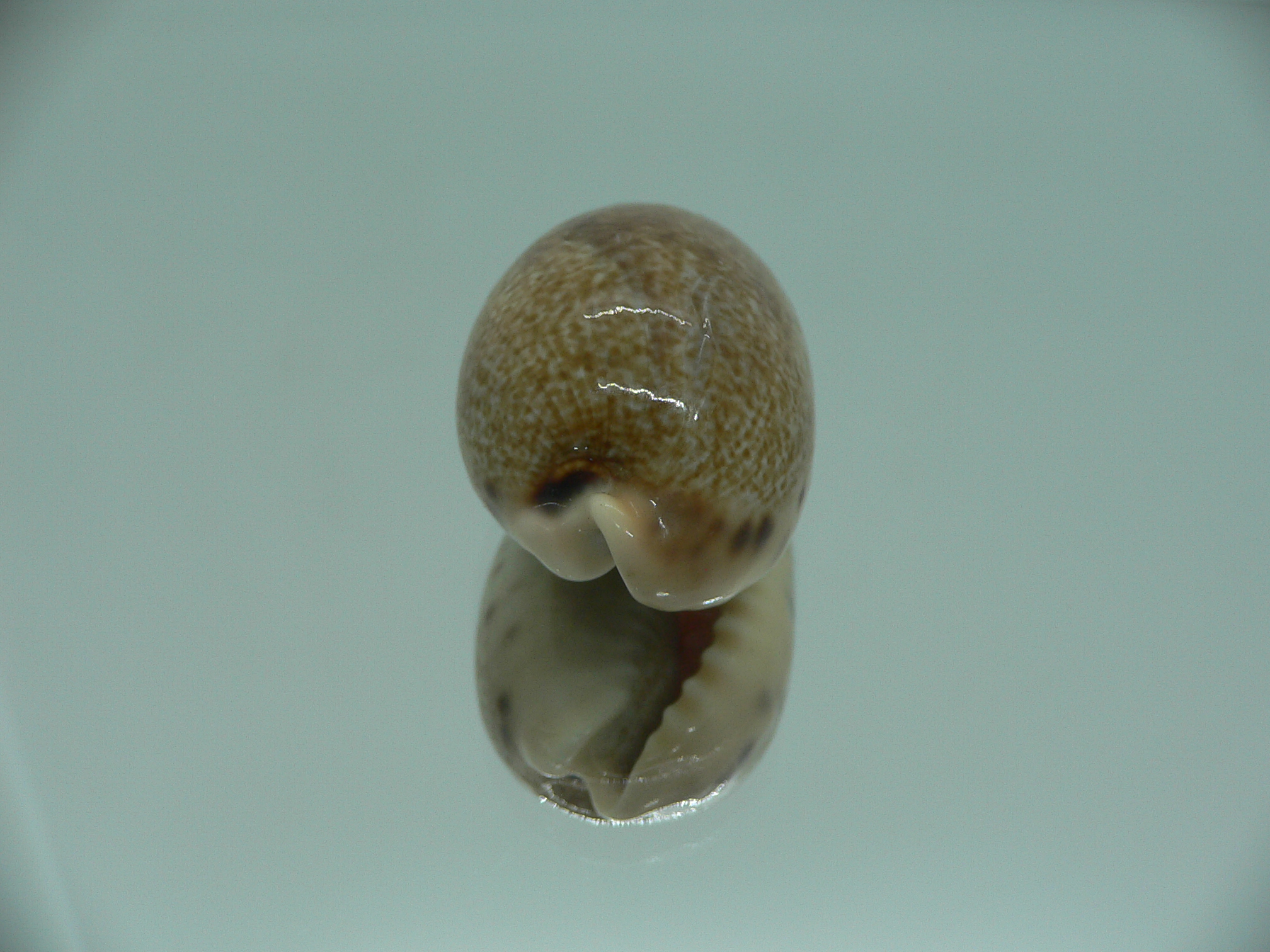 Cypraea caurica algida VERY BIG