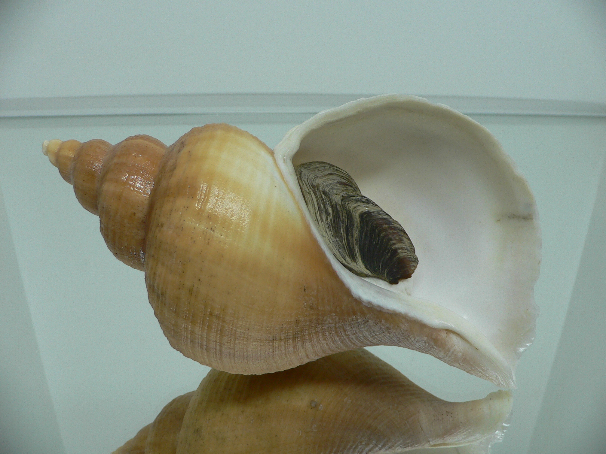 Neptunea laticostata