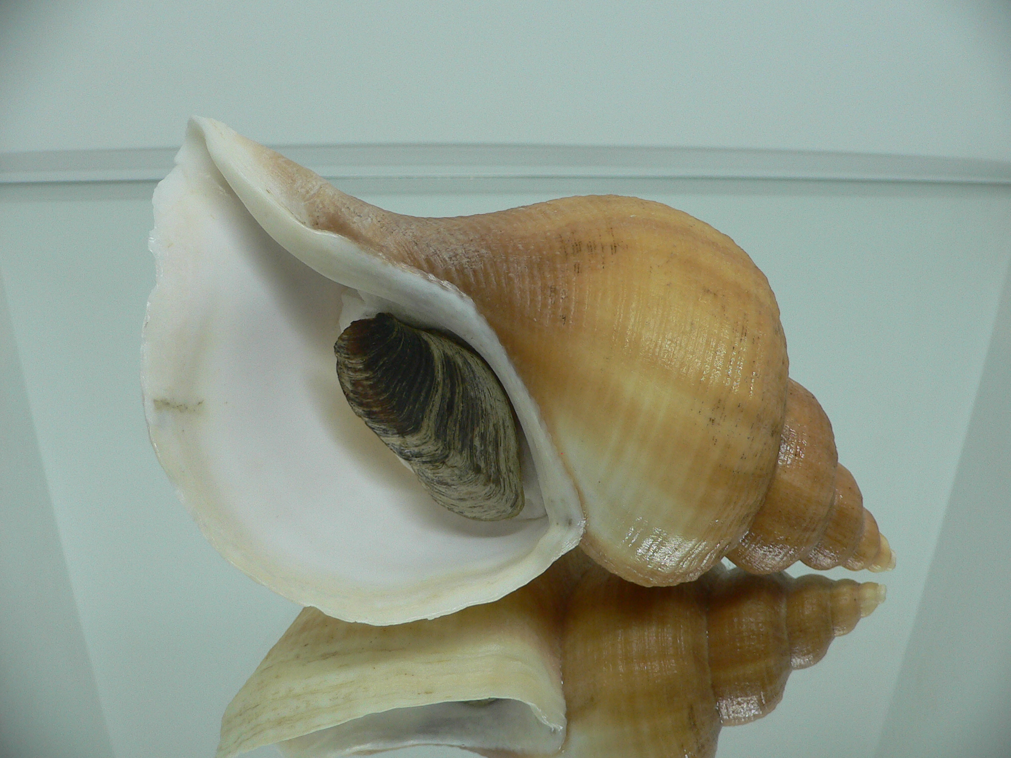 Neptunea laticostata