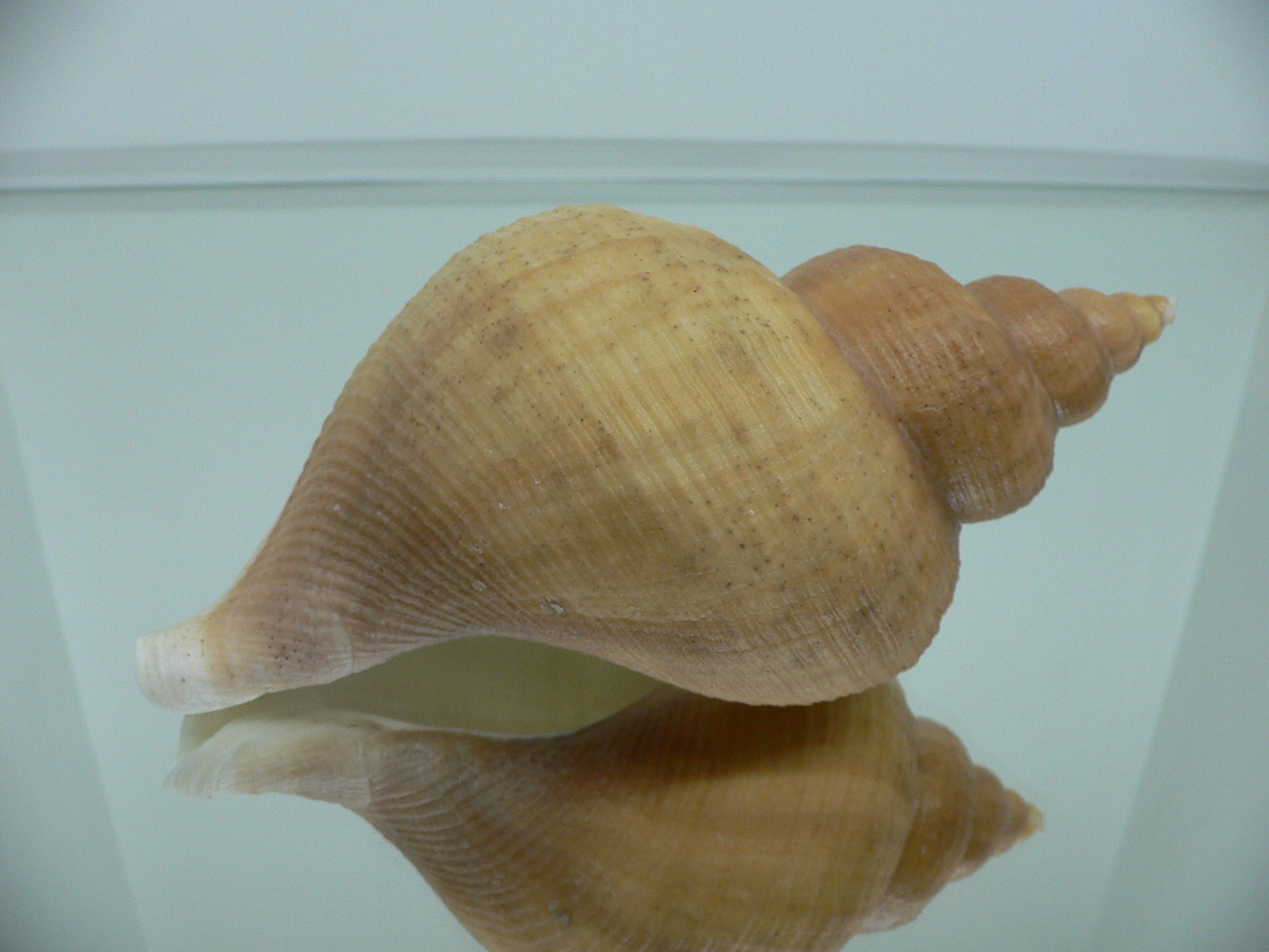 Neptunea laticostata