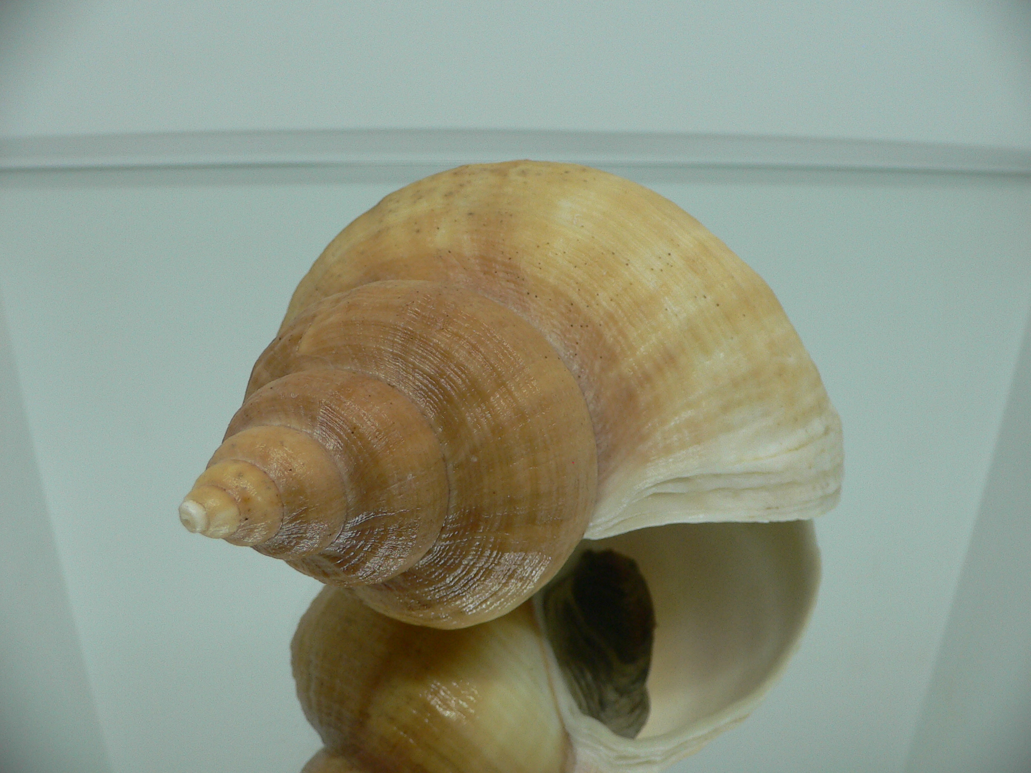 Neptunea laticostata