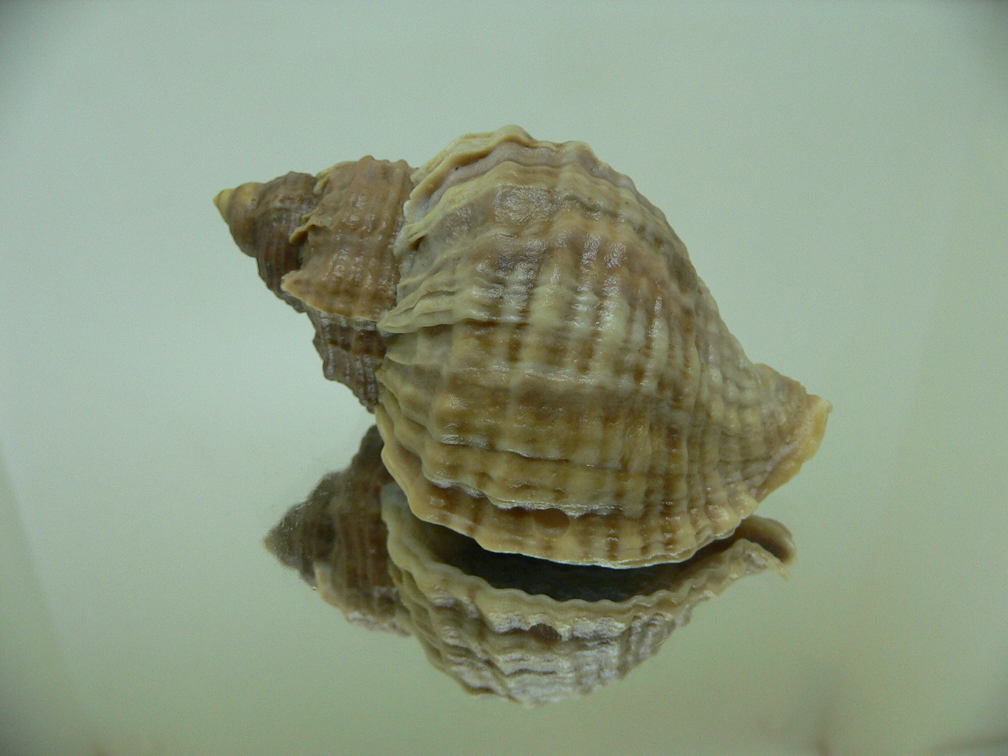 Nucella freycinetii freycinetii RIBBED & DARK