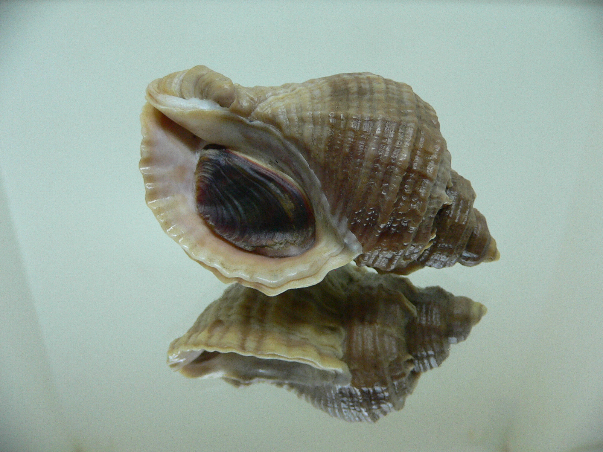 Nucella freycinetii freycinetii RIBBED & DARK