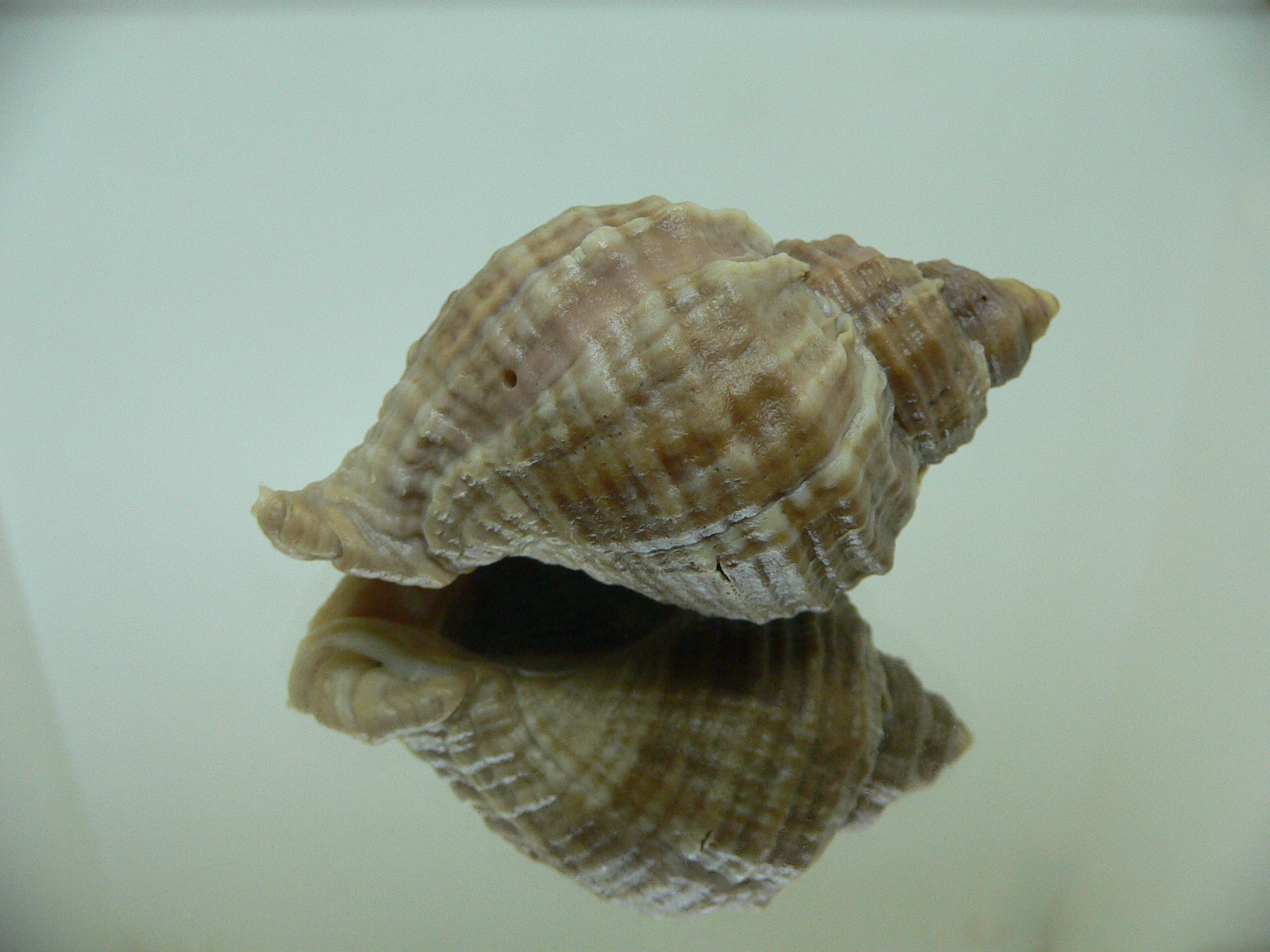 Nucella freycinetii freycinetii RIBBED & DARK