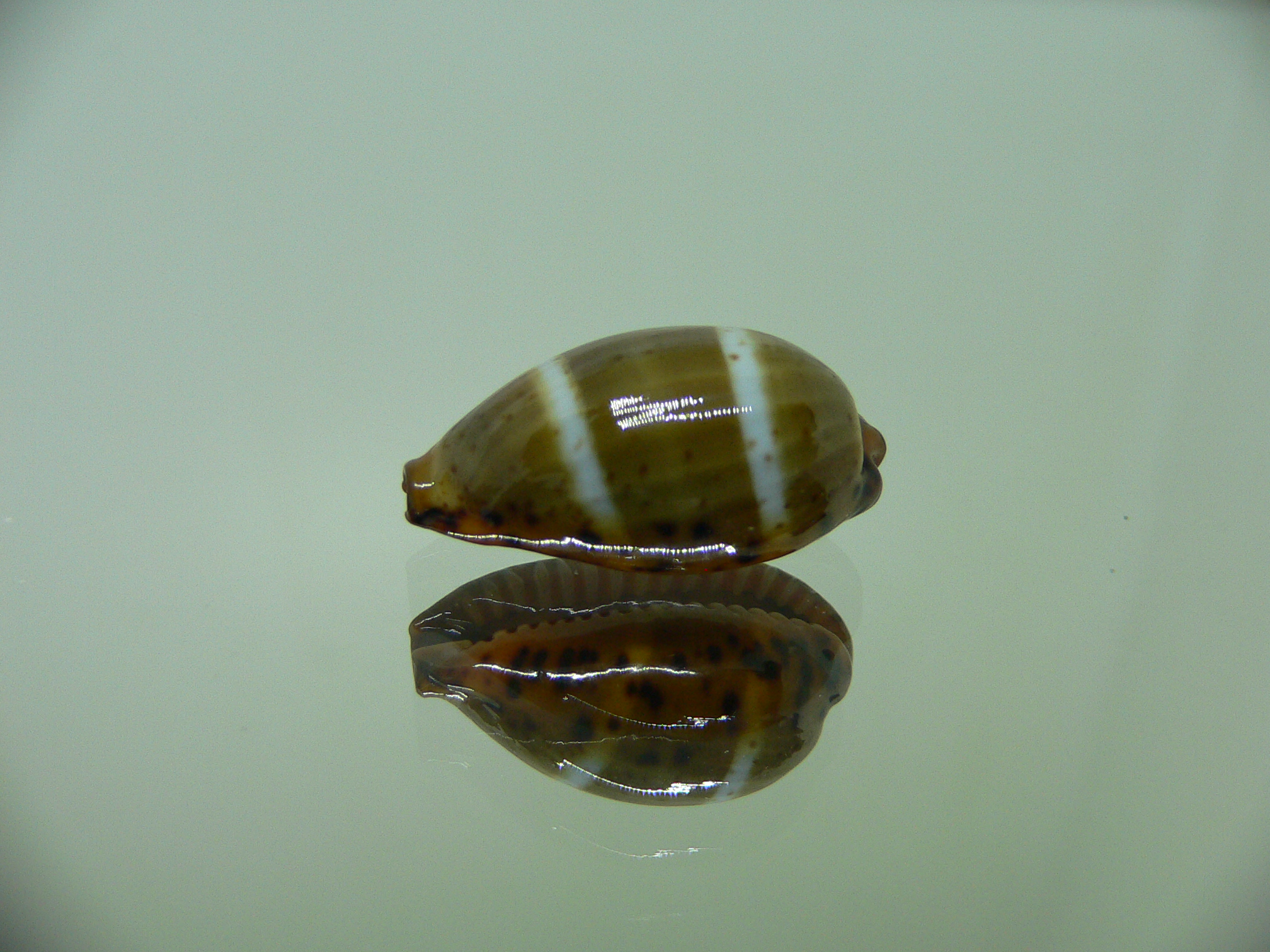 Cypraea lutea lutea BIG & DARK