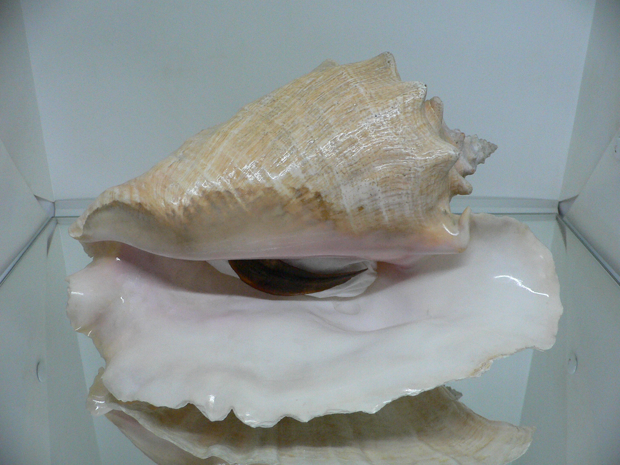 Aliger (Strombus) gigas