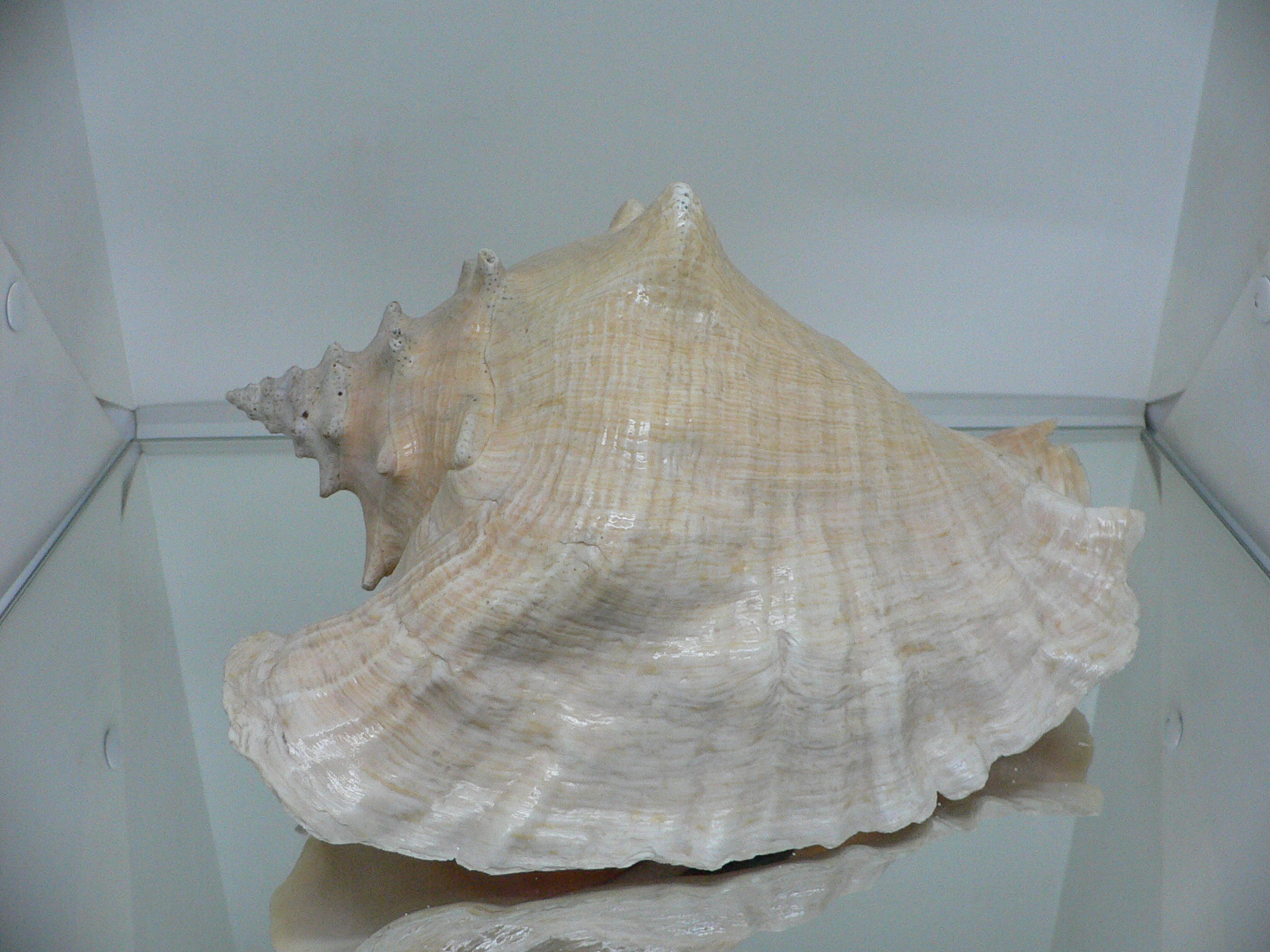 Aliger (Strombus) gigas