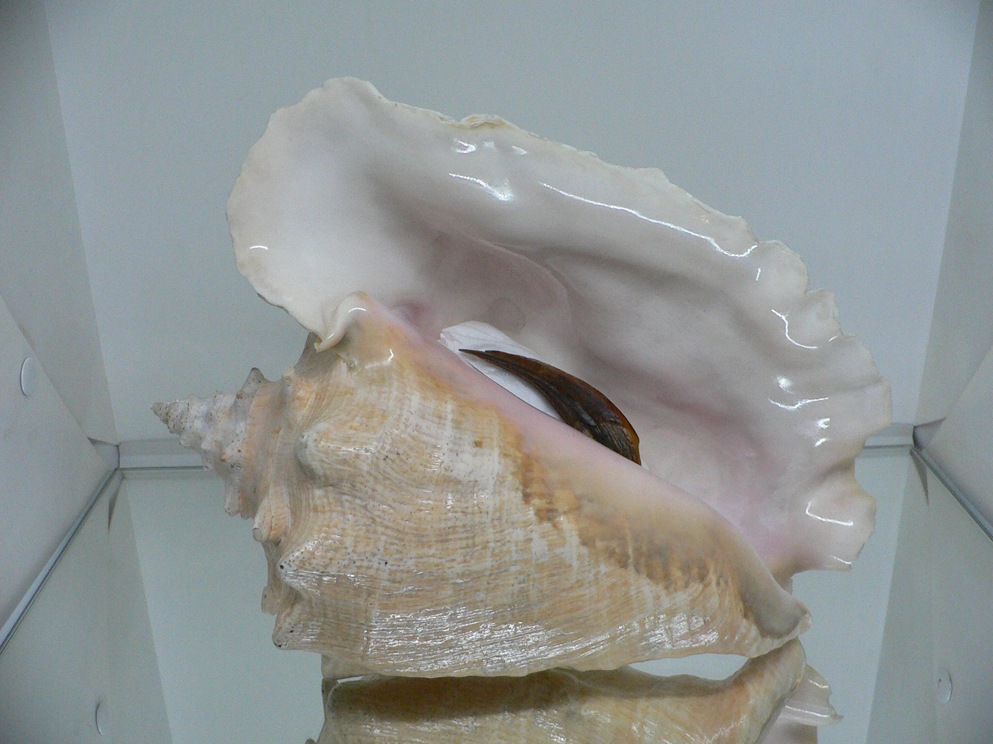 Aliger (Strombus) gigas