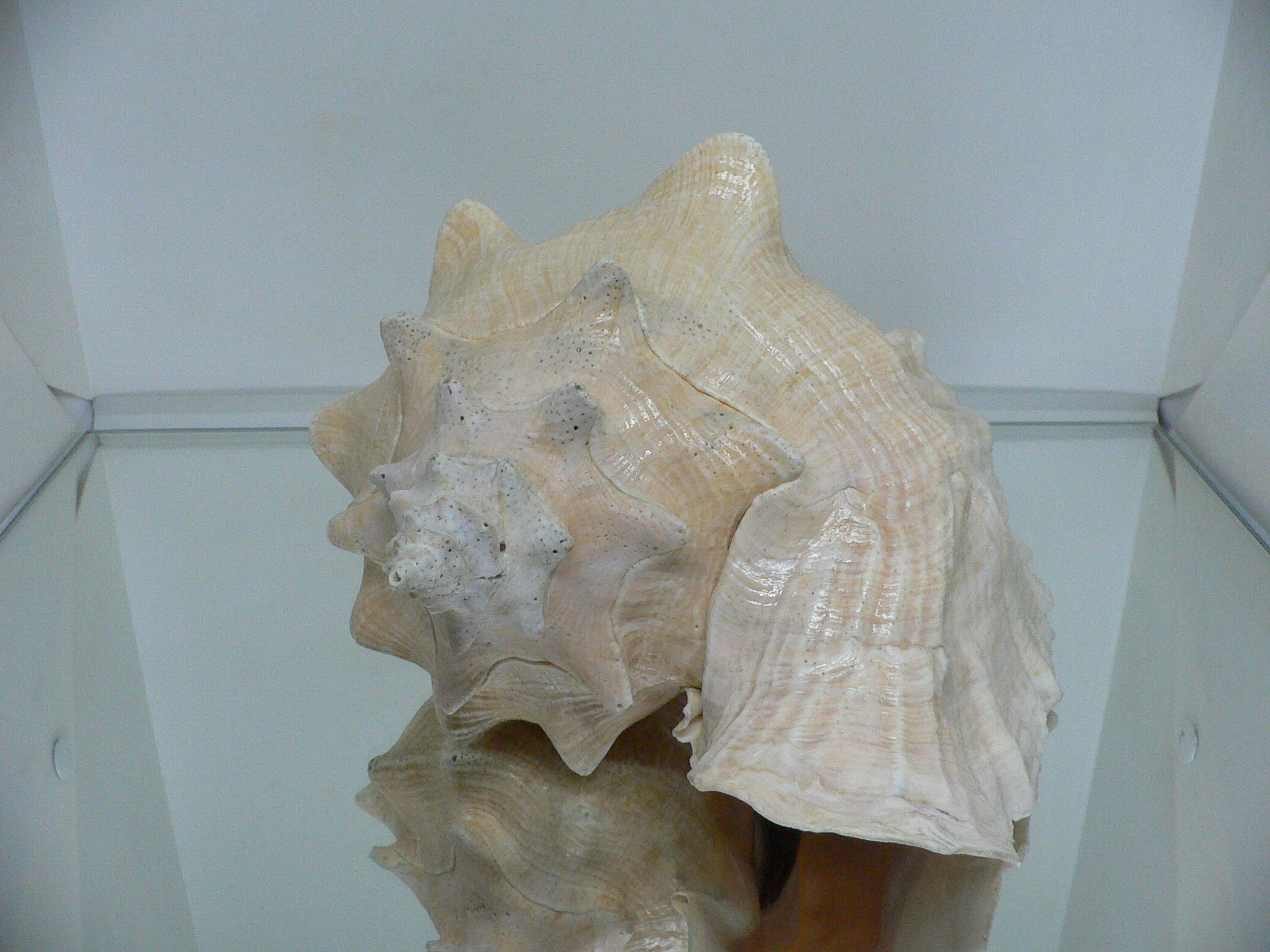 Aliger (Strombus) gigas