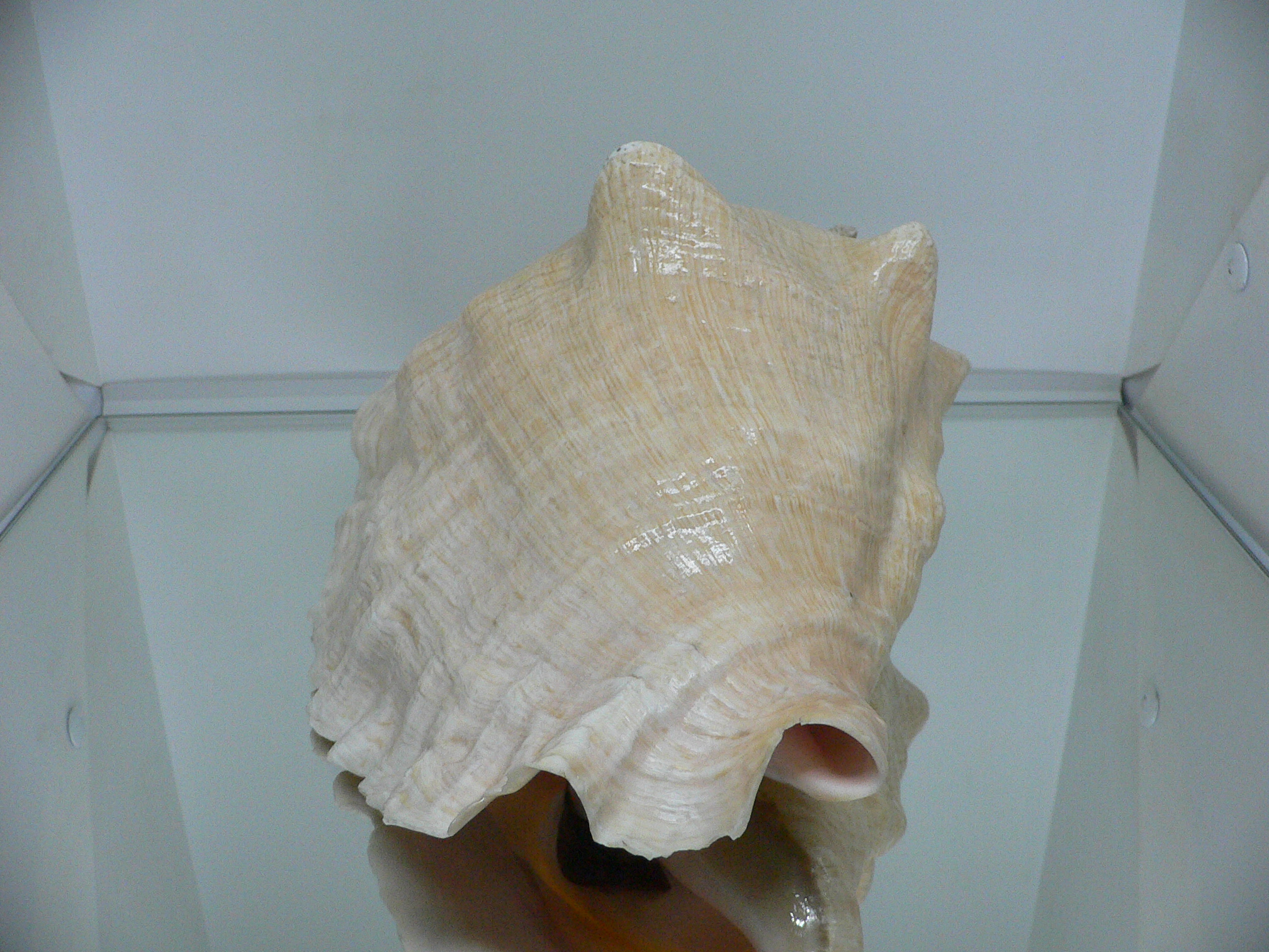 Aliger (Strombus) gigas