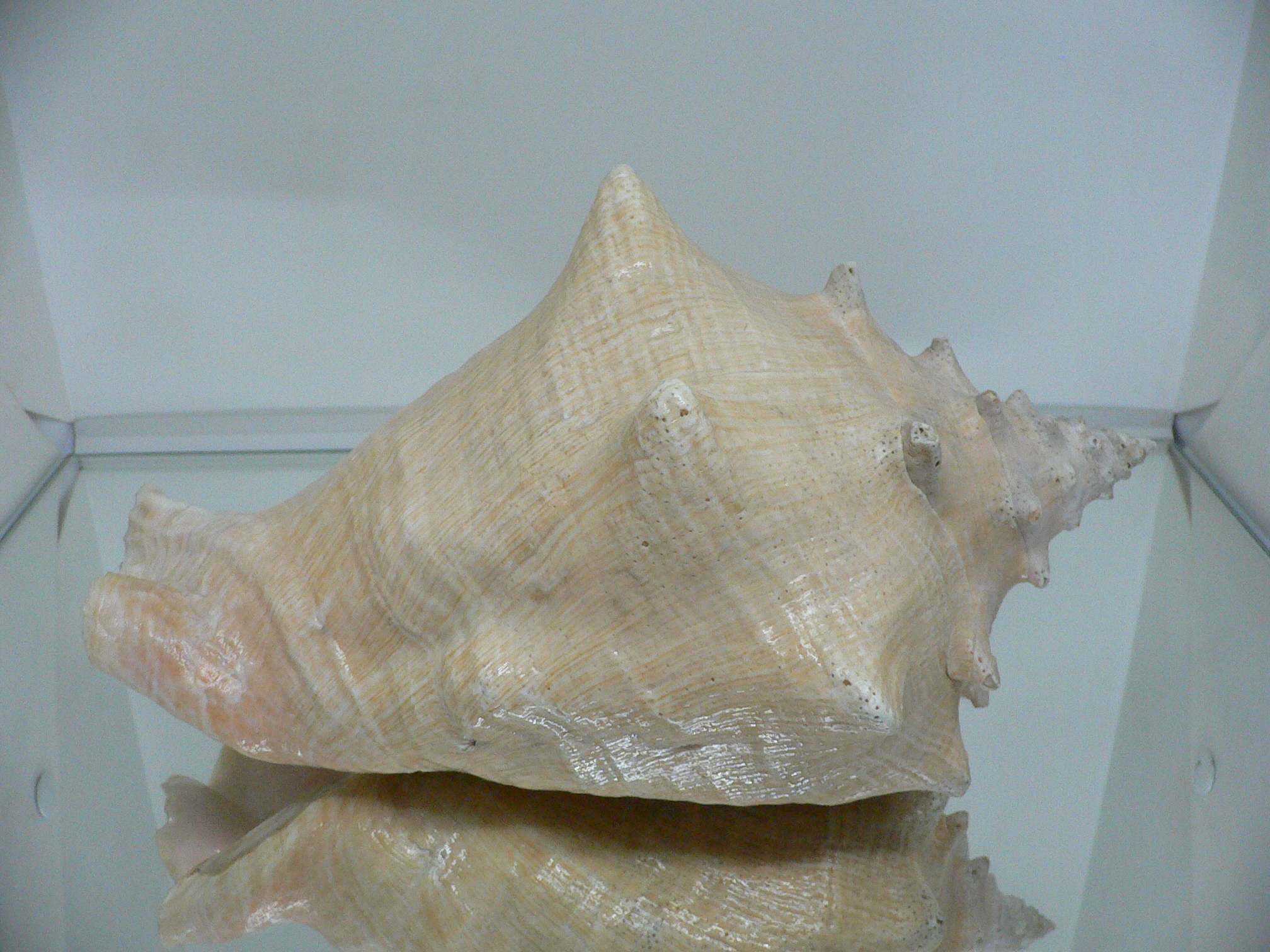 Aliger (Strombus) gigas