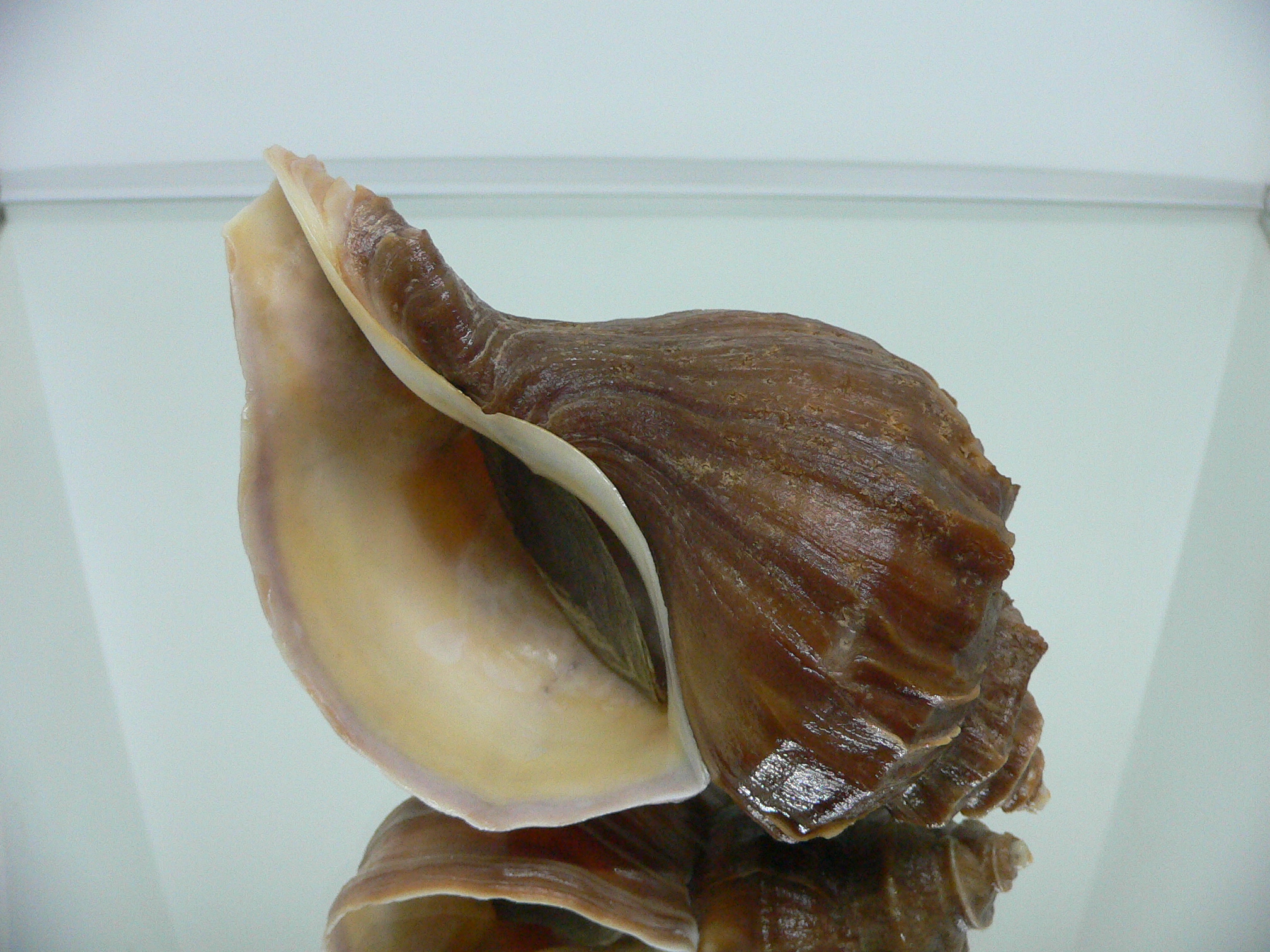 Neptunea polycostata polycostata COLOR & LIGHT LIP