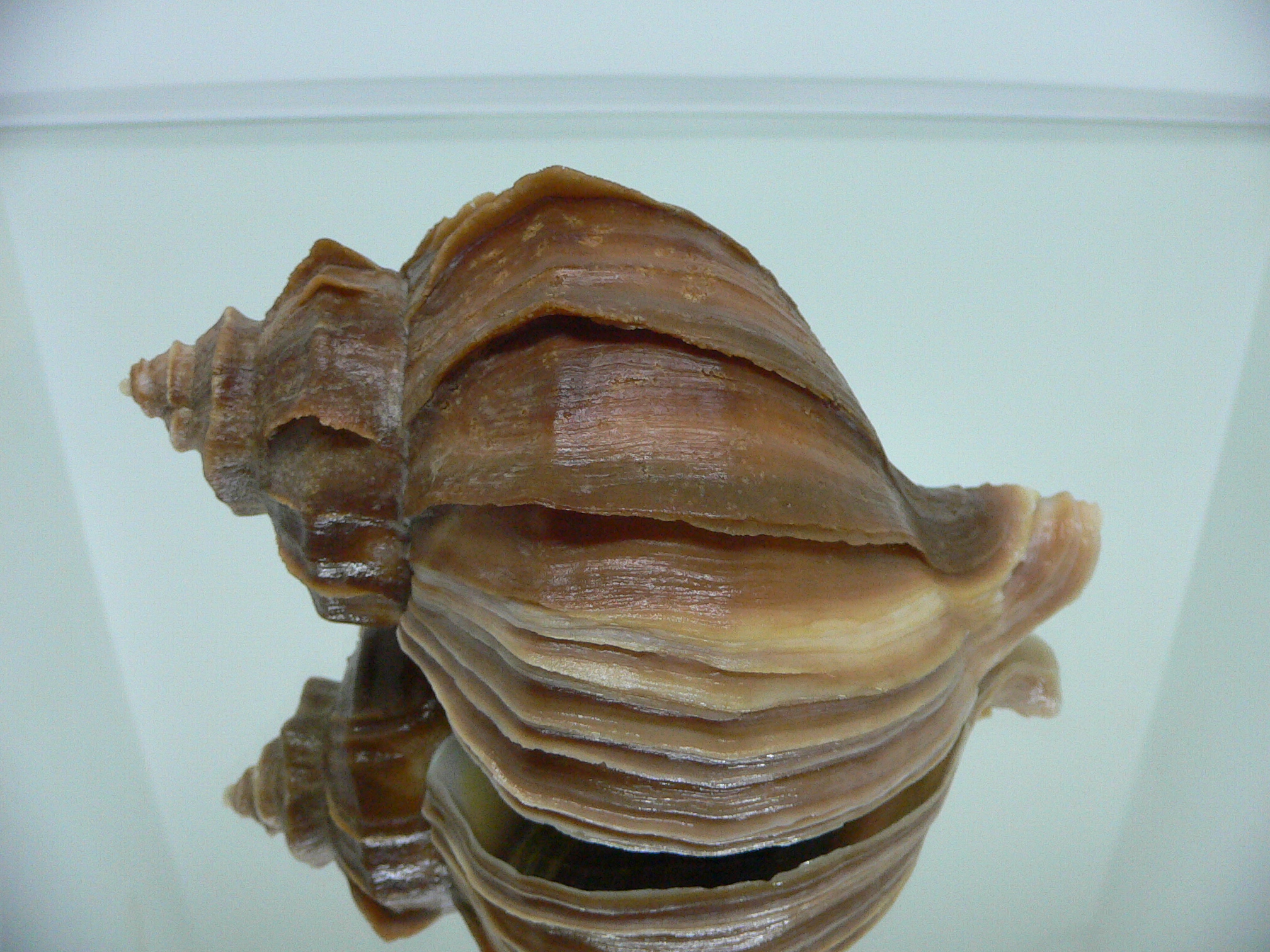 Neptunea polycostata polycostata COLOR & LIGHT LIP