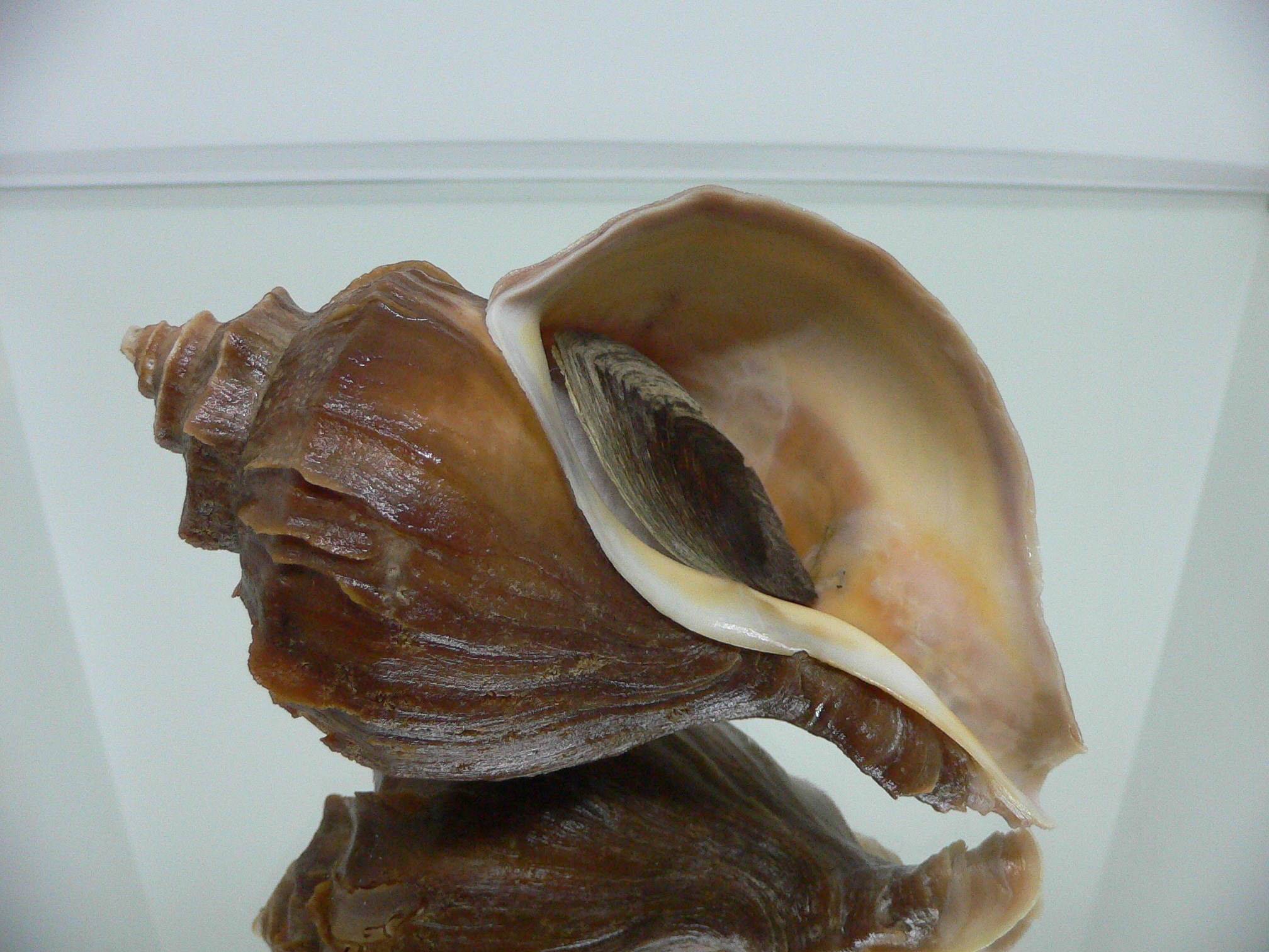 Neptunea polycostata polycostata COLOR & LIGHT LIP
