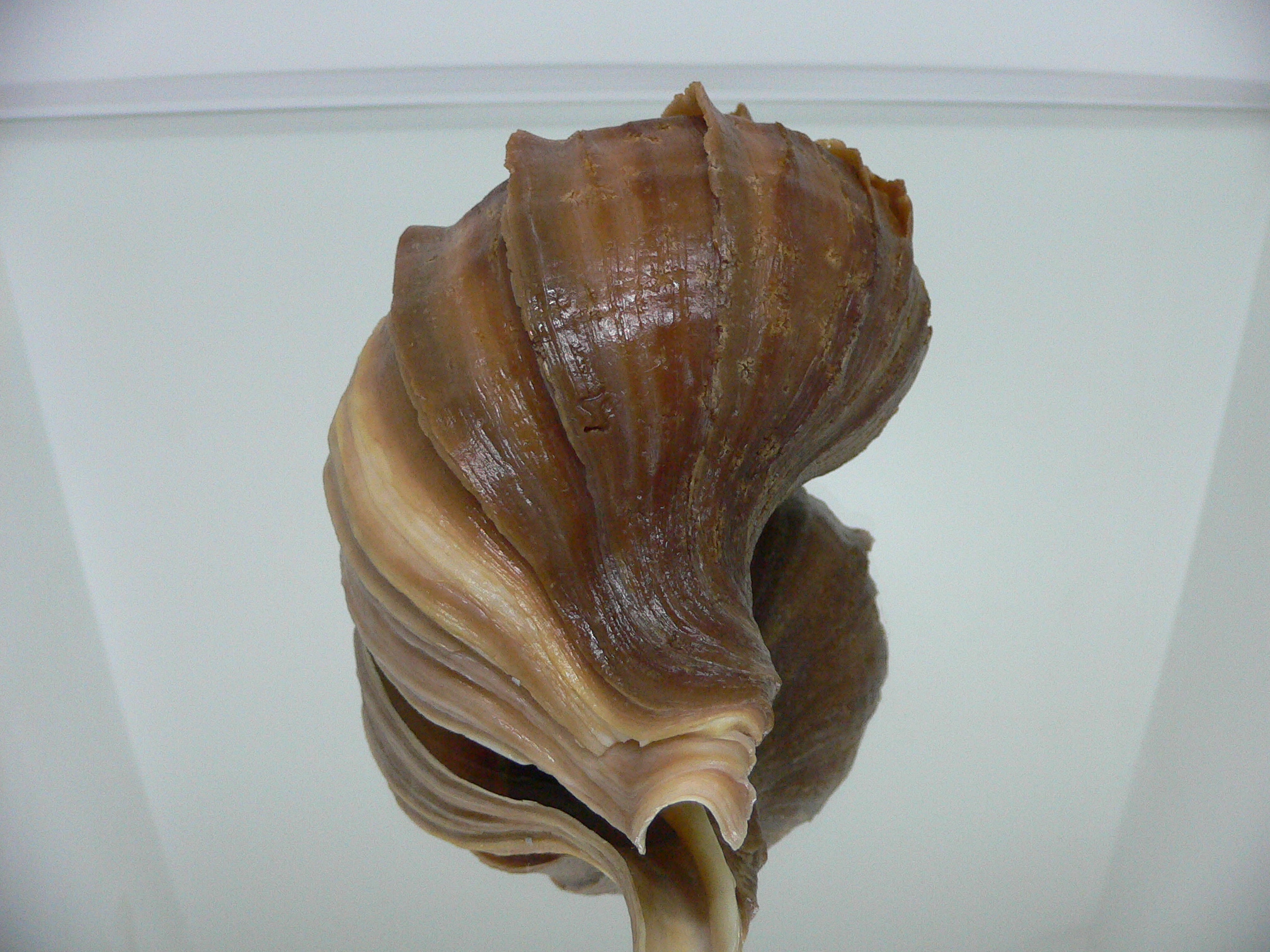 Neptunea polycostata polycostata COLOR & LIGHT LIP