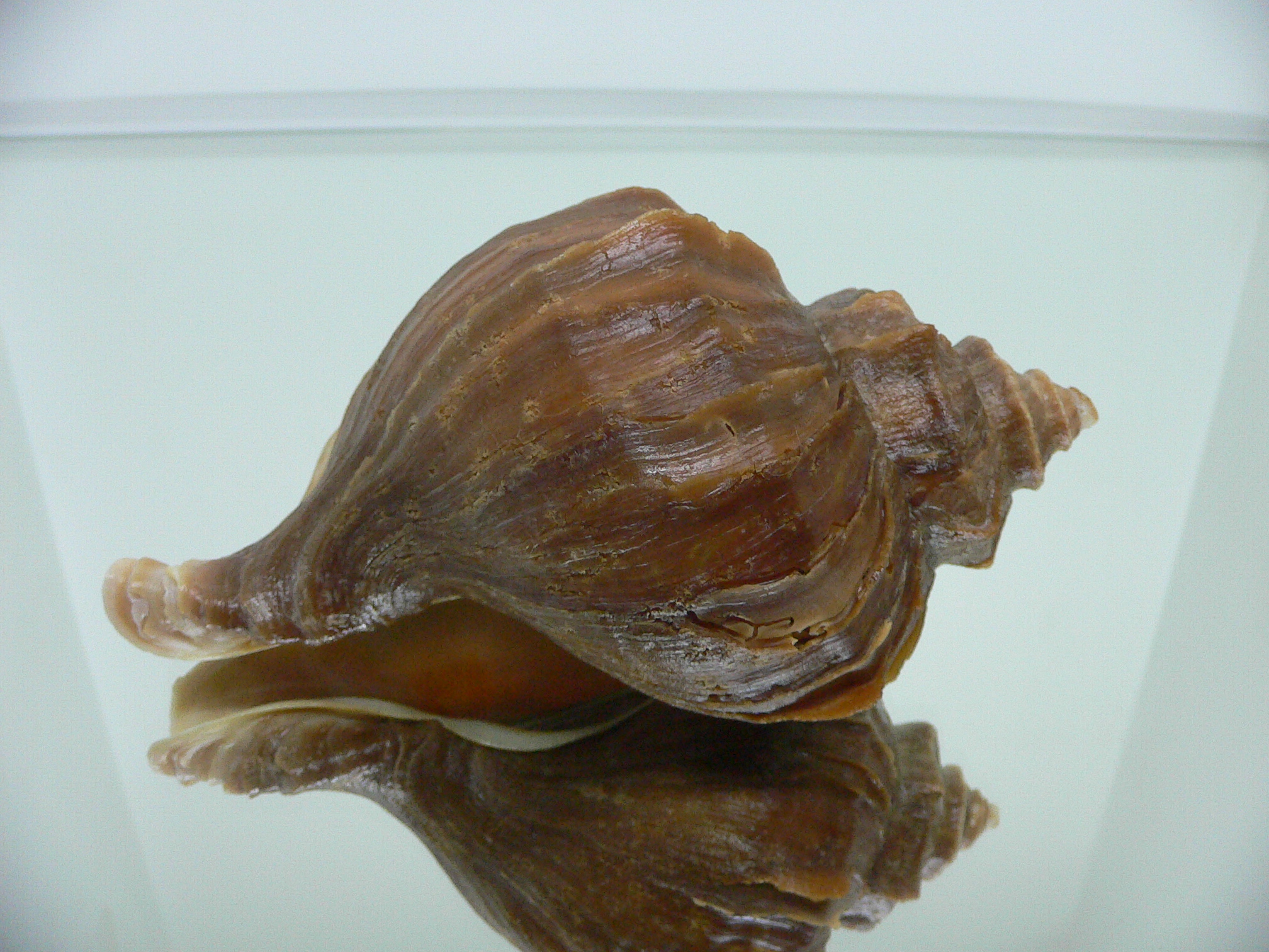 Neptunea polycostata polycostata COLOR & LIGHT LIP