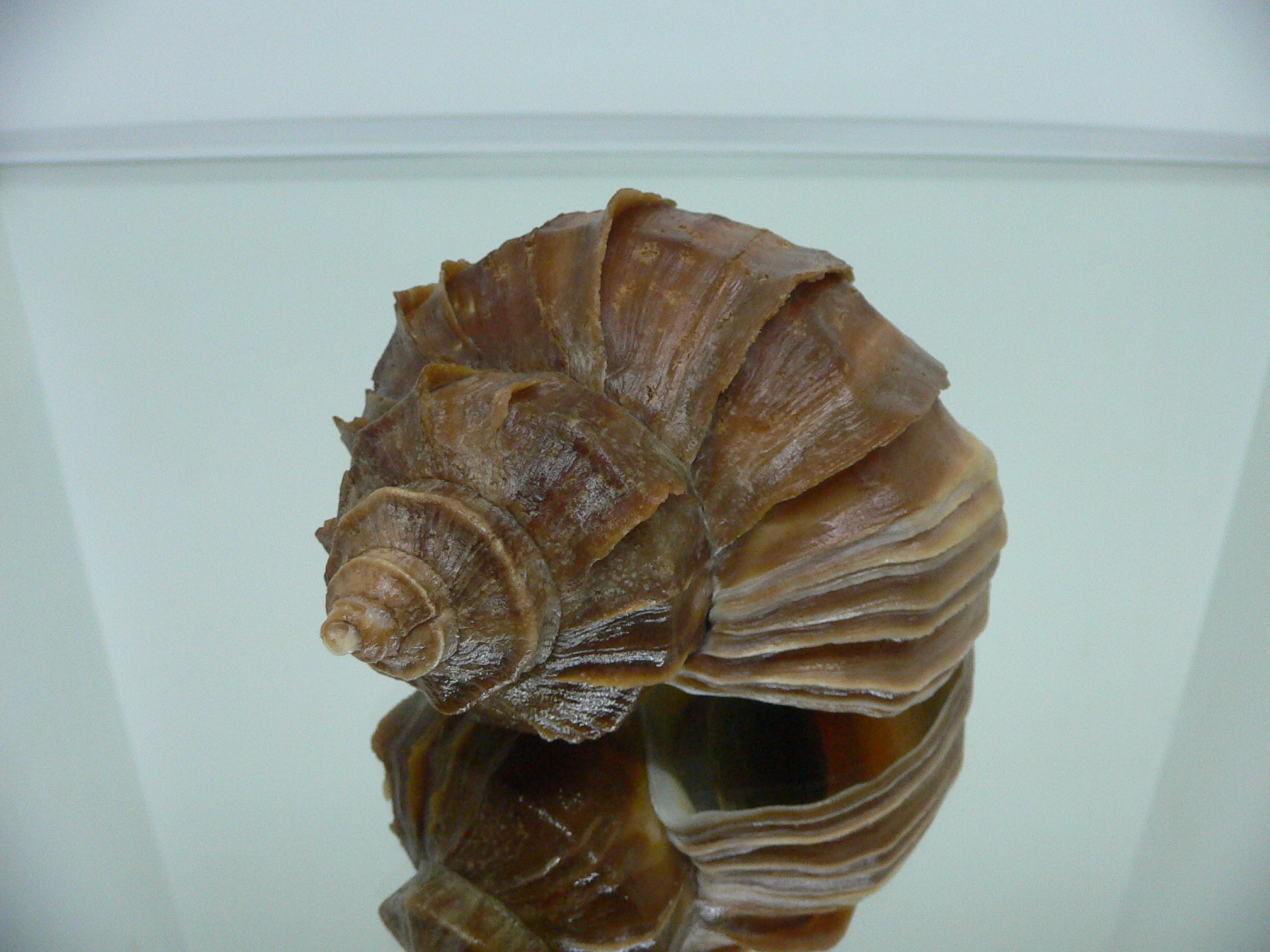 Neptunea polycostata polycostata COLOR & LIGHT LIP