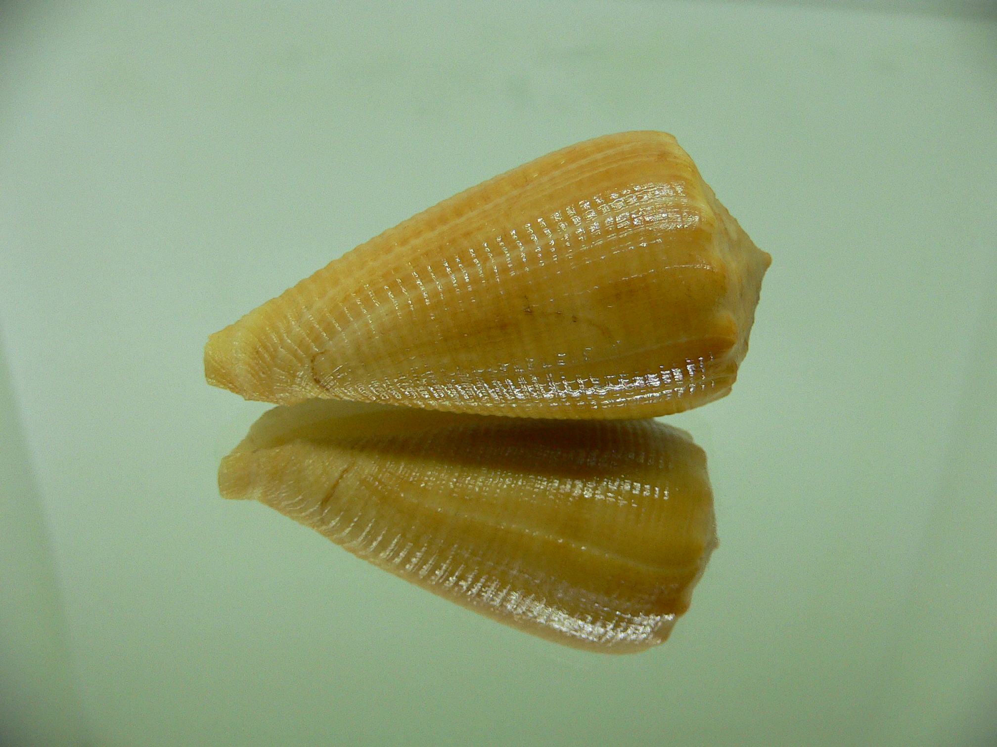 Conus sulcatus bocki (var.) (Fresh dead)