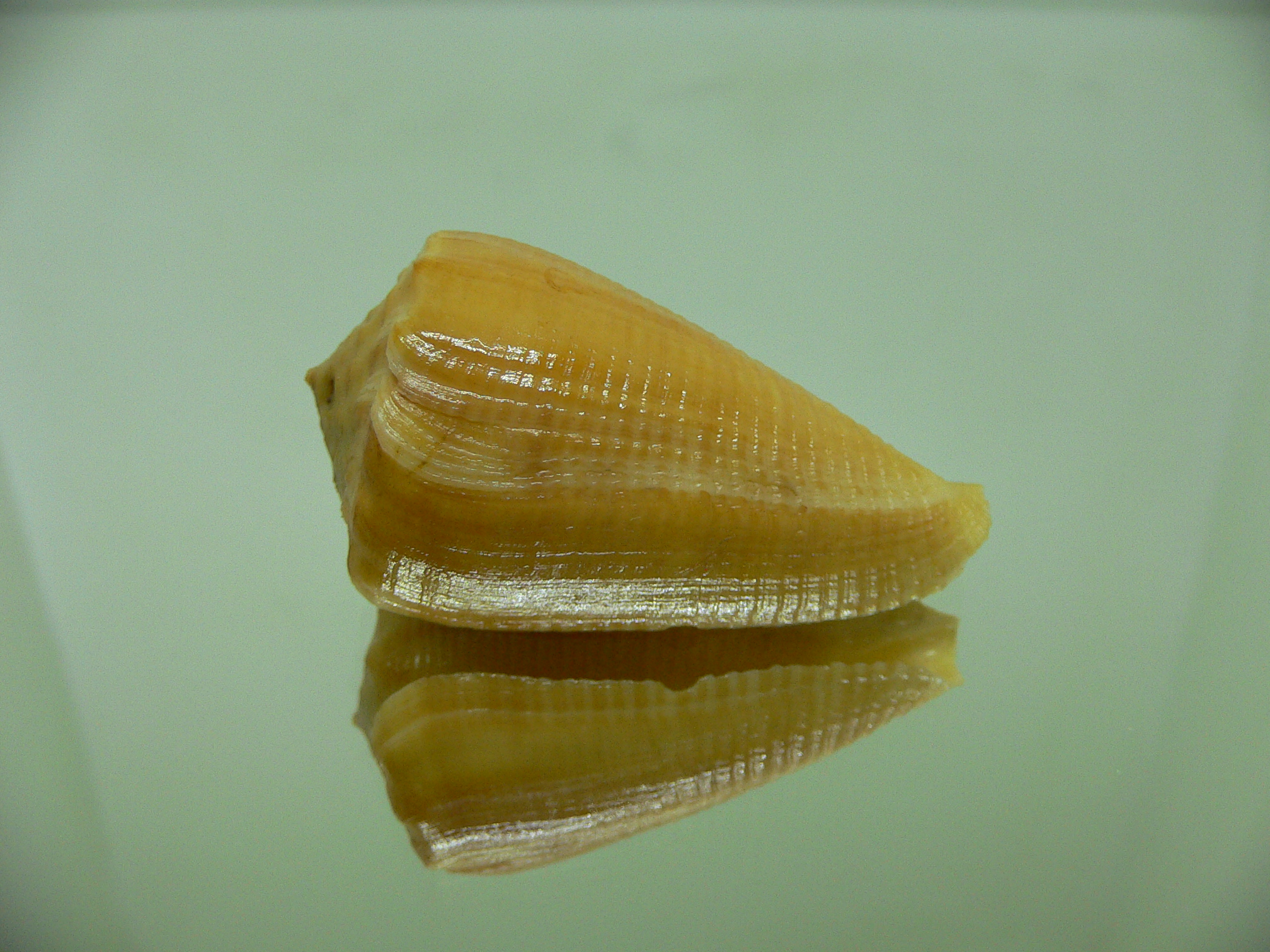 Conus sulcatus bocki (var.) (Fresh dead)