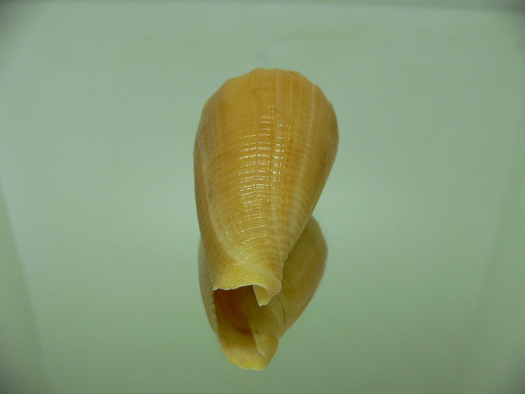 Conus sulcatus bocki (var.) (Fresh dead)