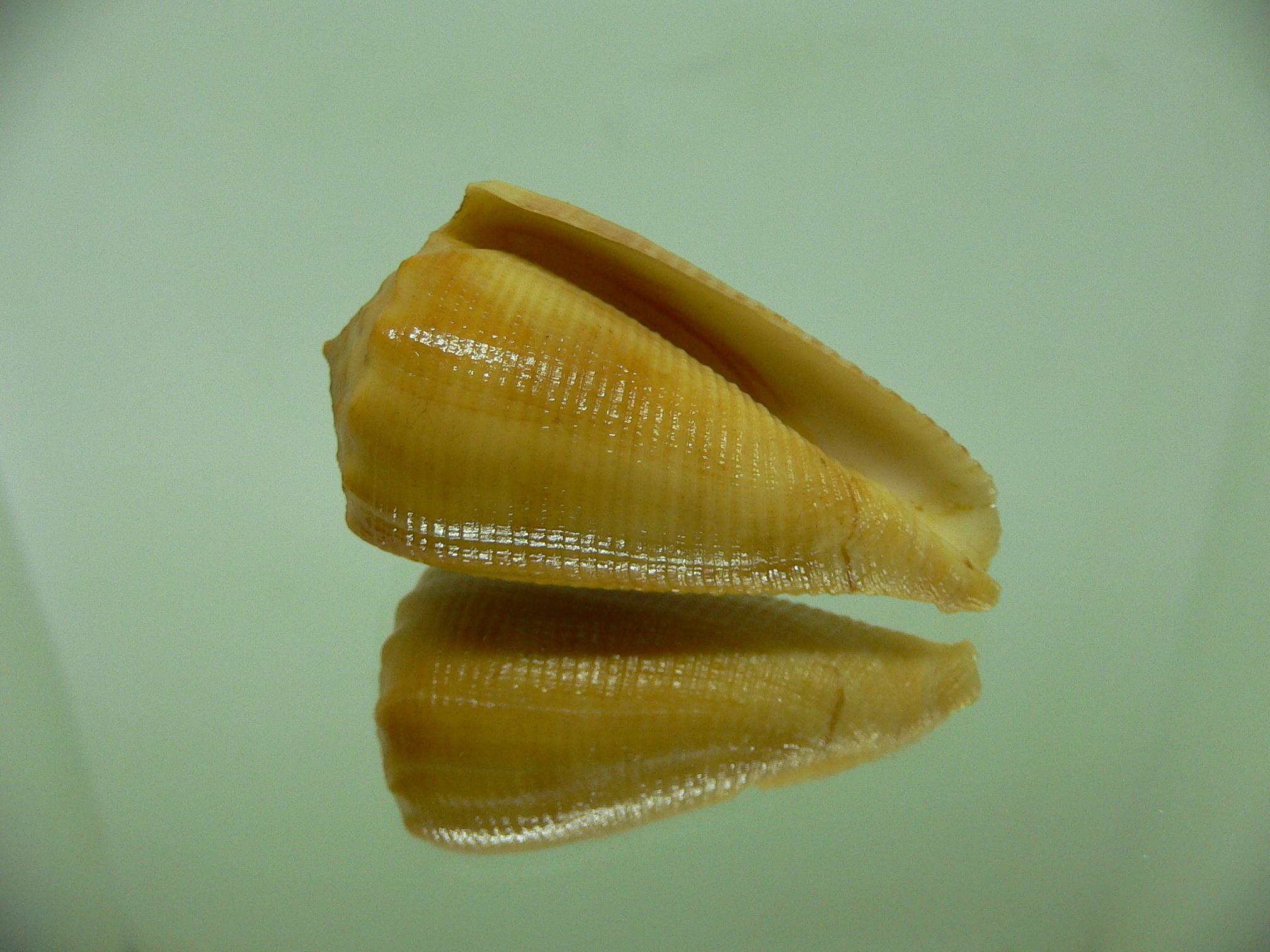 Conus sulcatus bocki (var.) (Fresh dead)