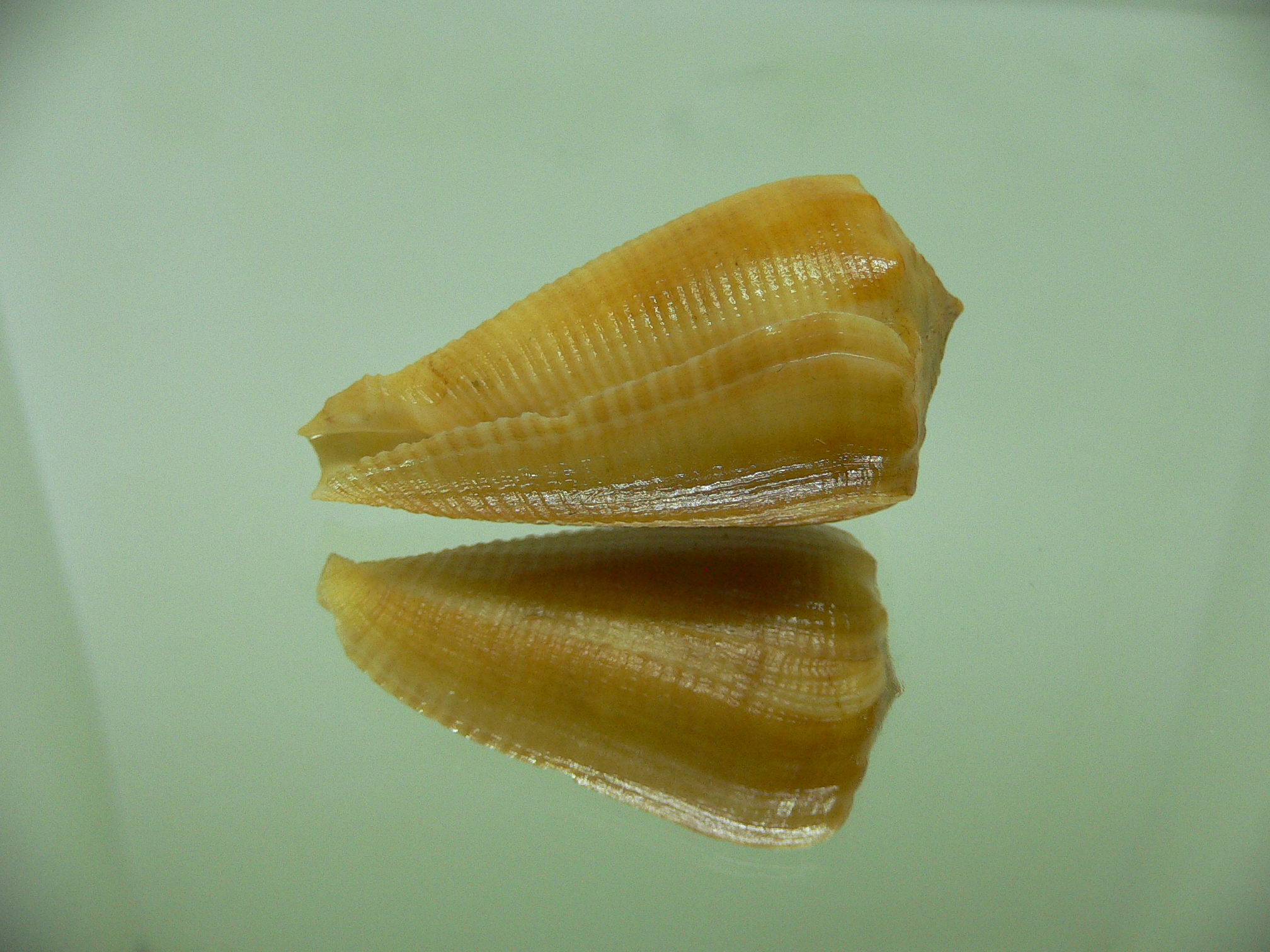 Conus sulcatus bocki (var.) (Fresh dead)