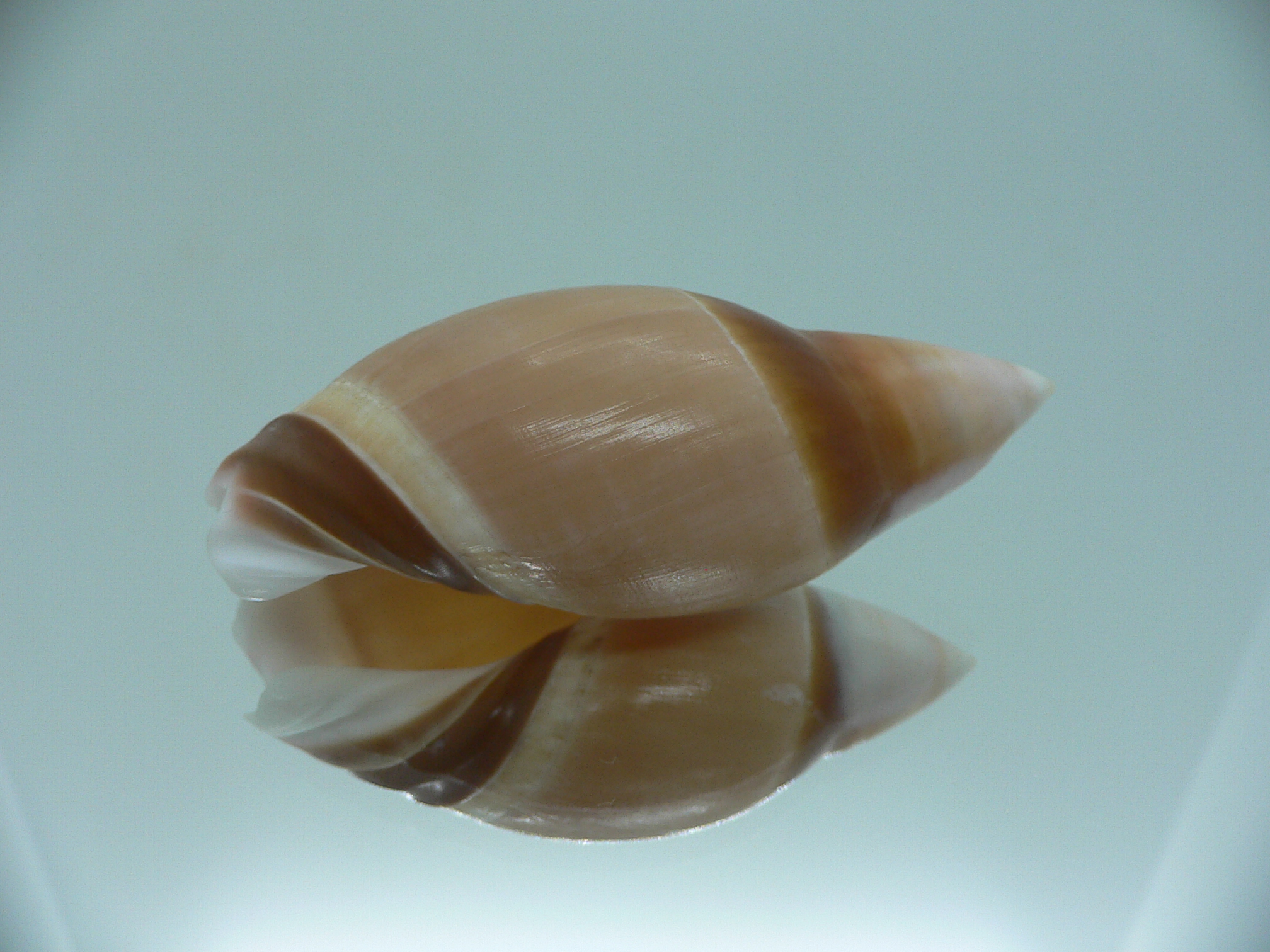 Amalda rubiginosa rubiginosa BIG