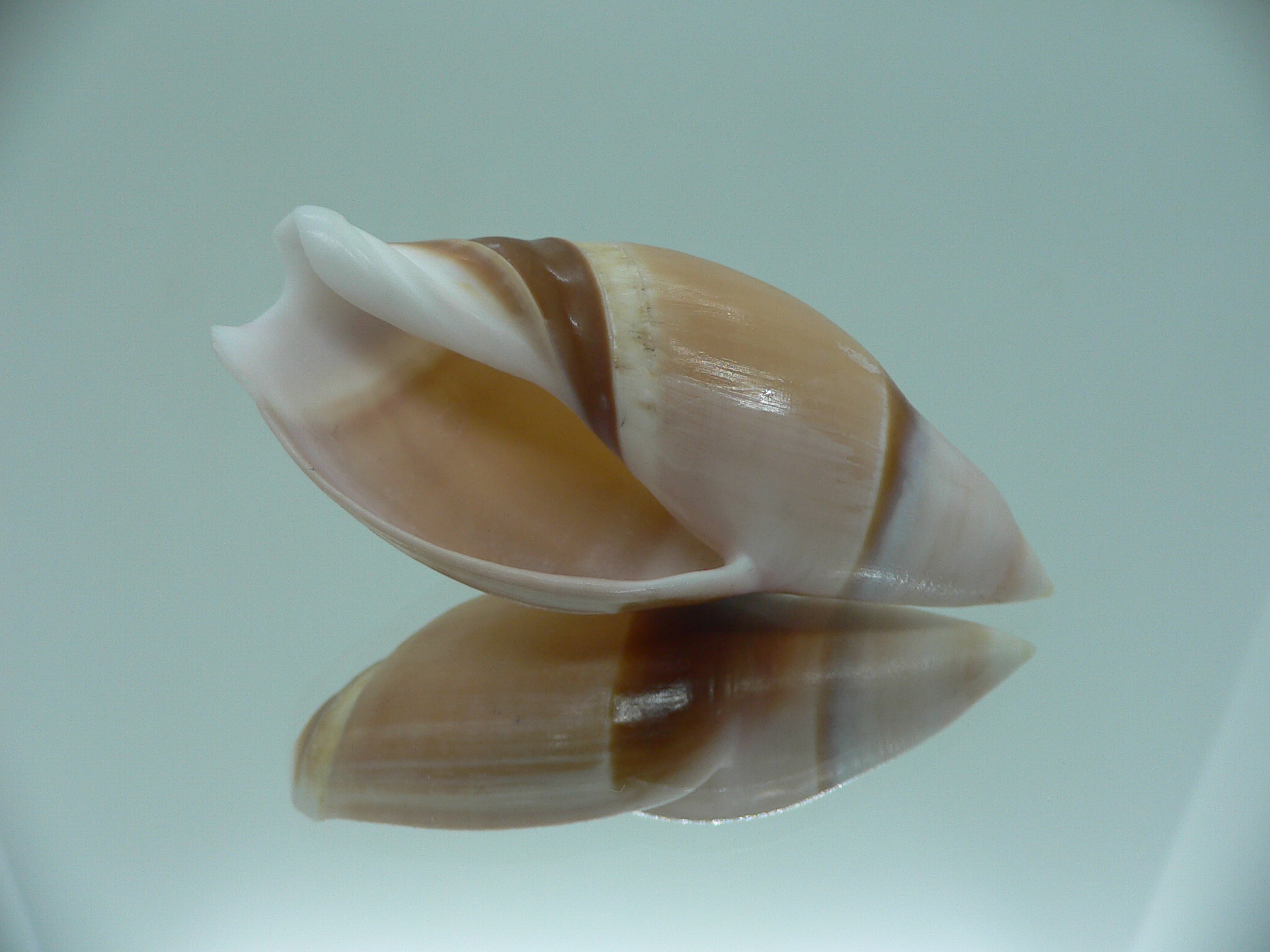 Amalda rubiginosa rubiginosa BIG