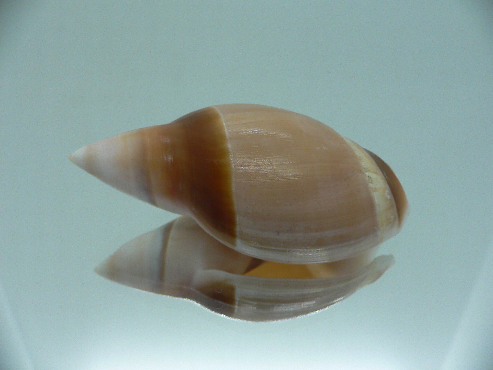 Amalda rubiginosa rubiginosa BIG
