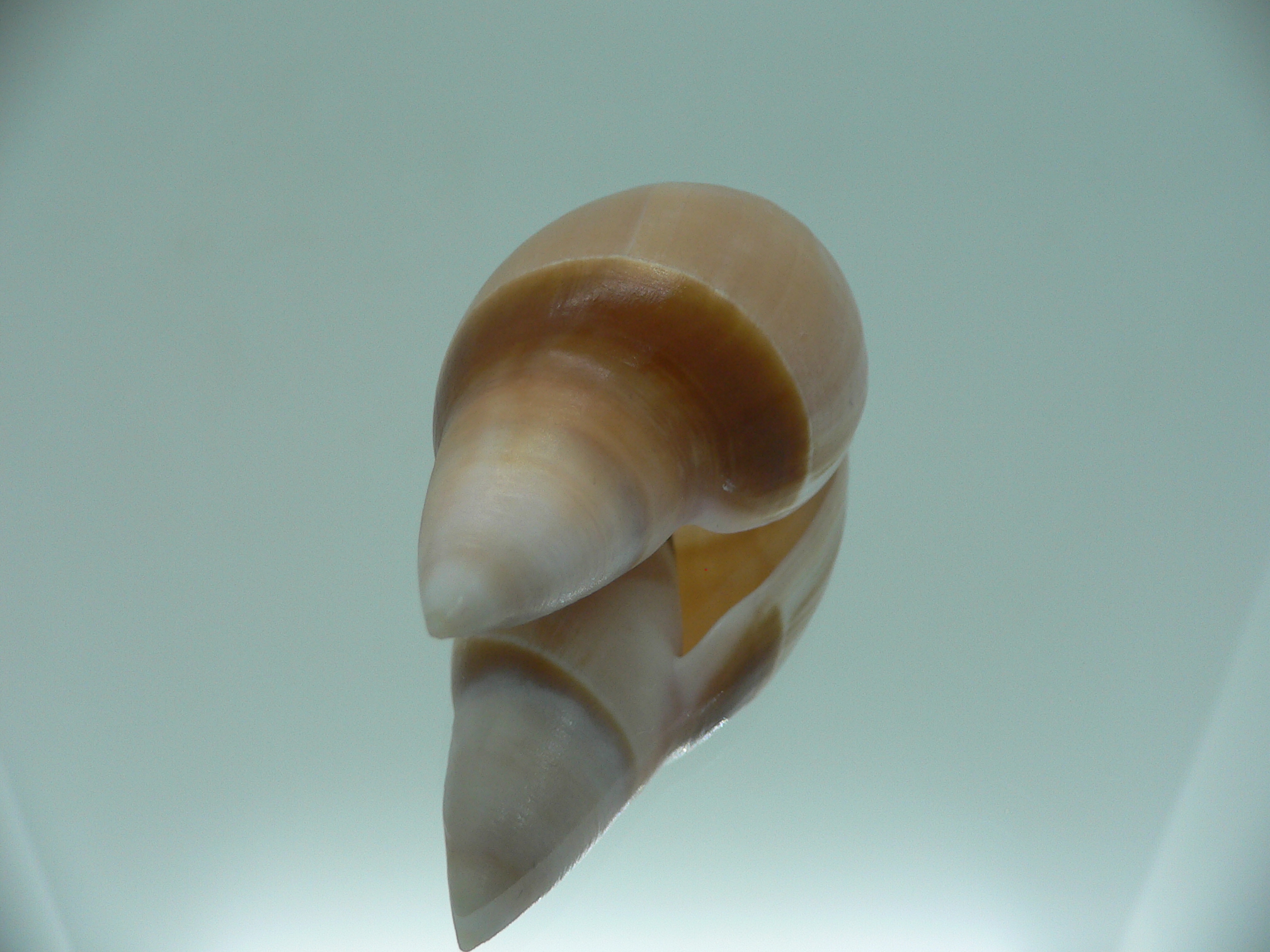 Amalda rubiginosa rubiginosa BIG
