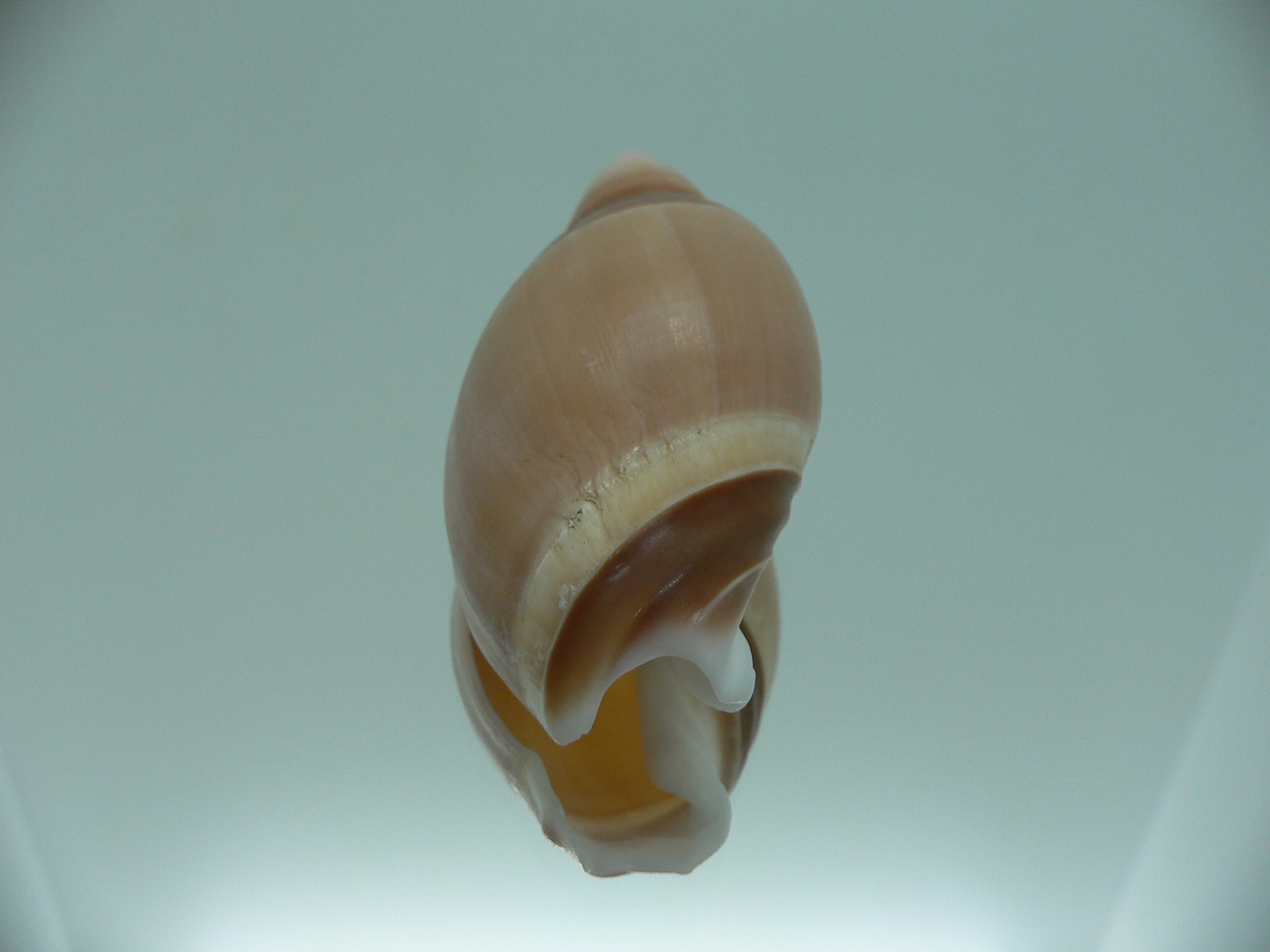 Amalda rubiginosa rubiginosa BIG