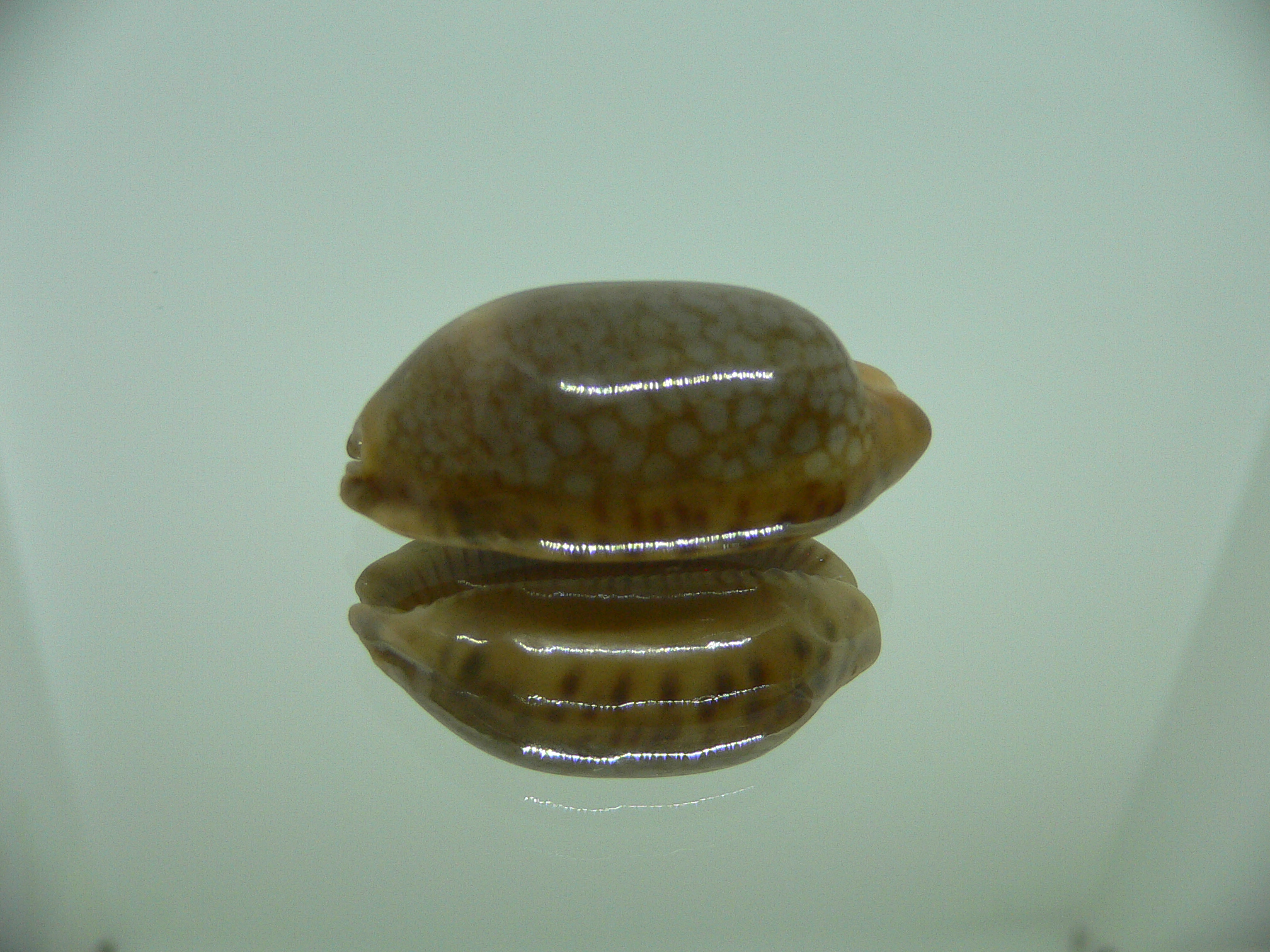 Cypraea scurra scurra DARK COLOR