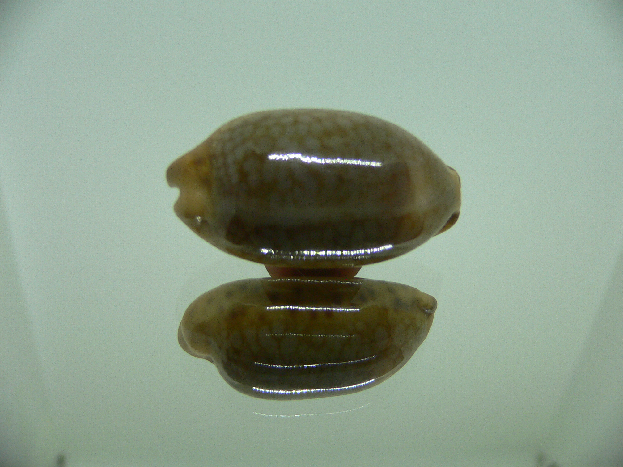 Cypraea scurra scurra DARK COLOR