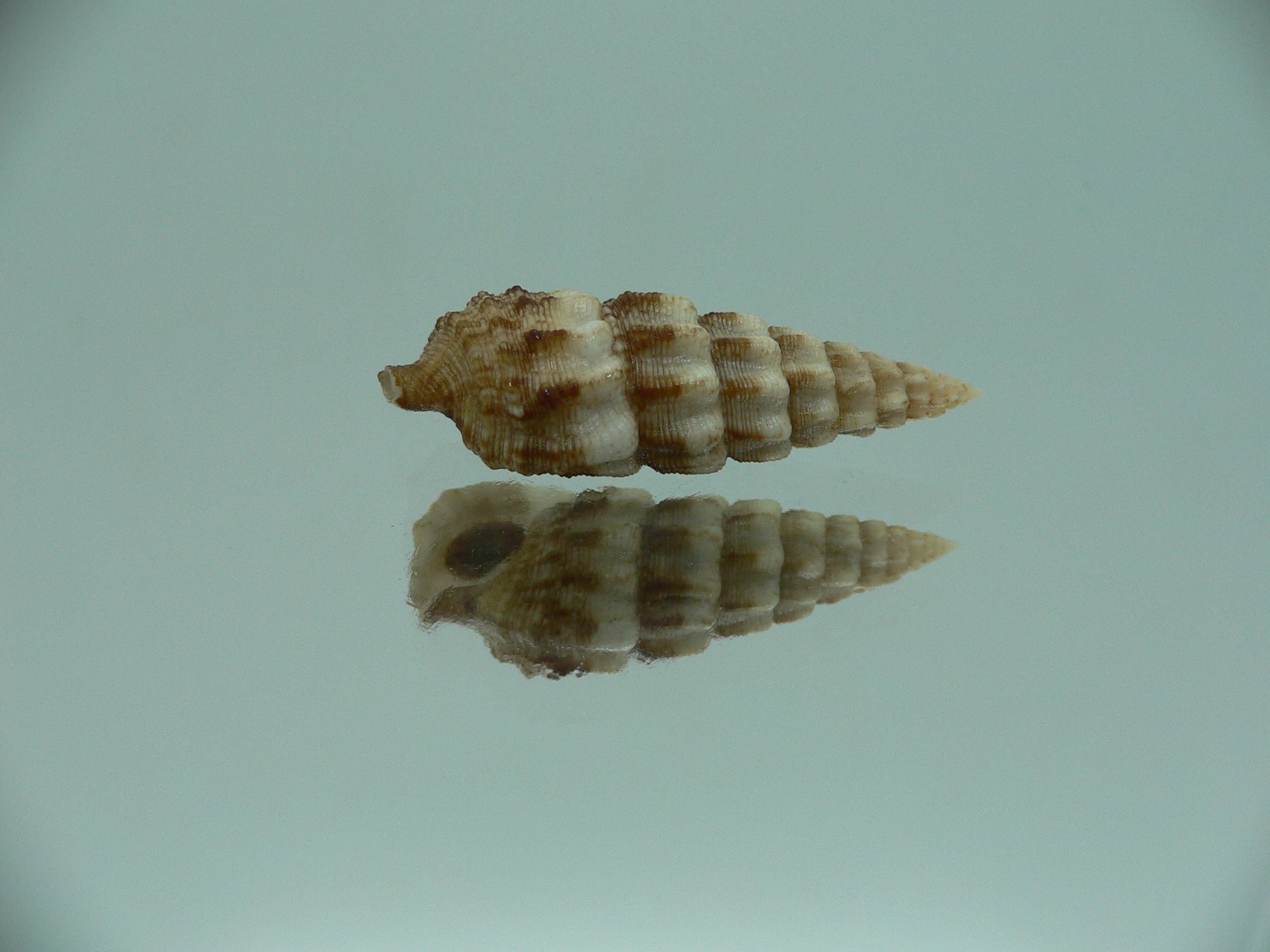 Cerithium novaehollondiae SUPER